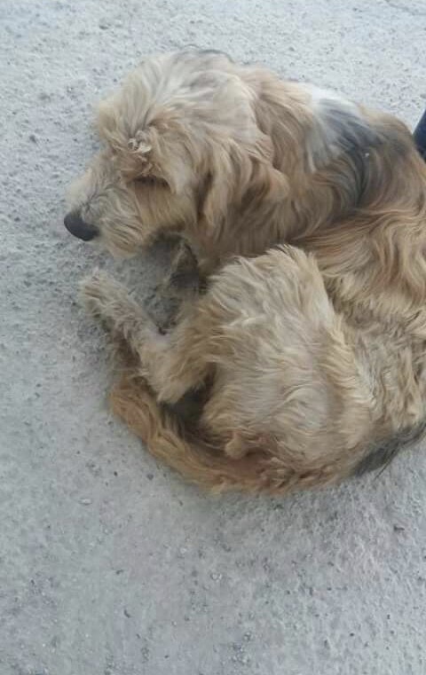 This is Matty, Suri and I found her in a desert town in Chile. Wait till you see what she looks like now.