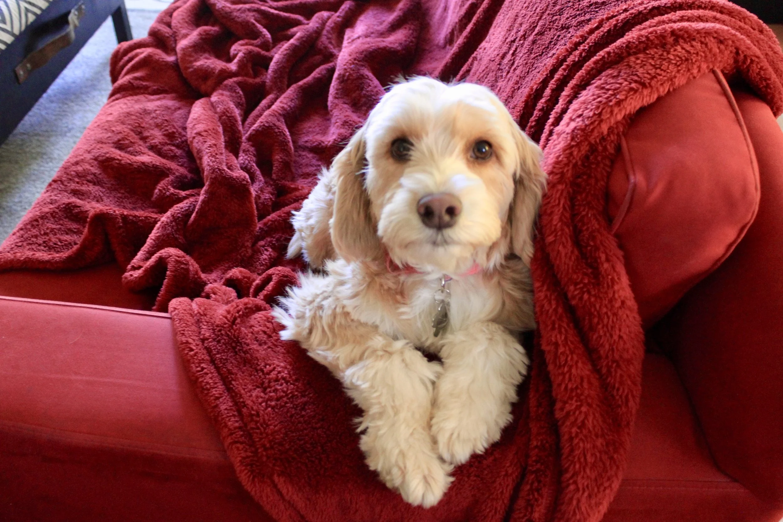 This is Matty, a few month after we found her. She's loving her new home with us.