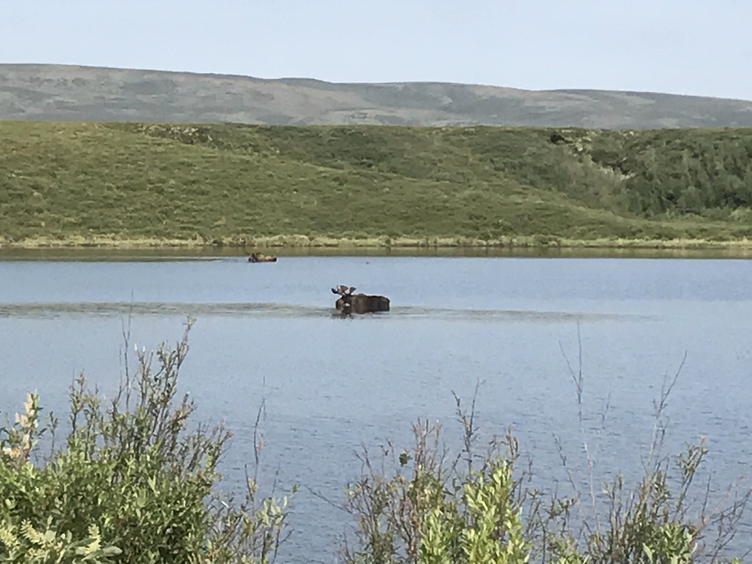 Guess what the lake was named? Two Moose Lake