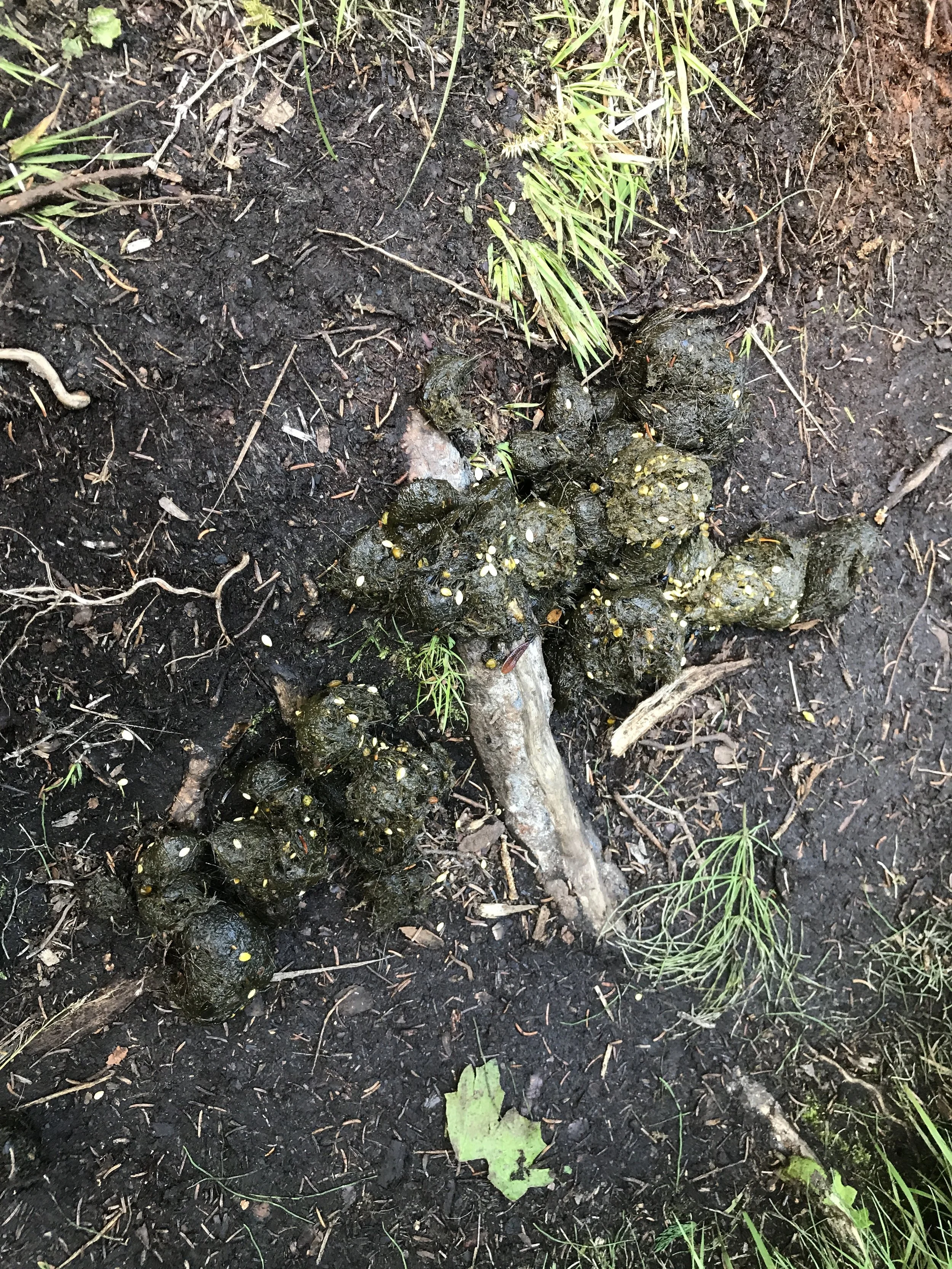Yes, bears do poop in the woods. 