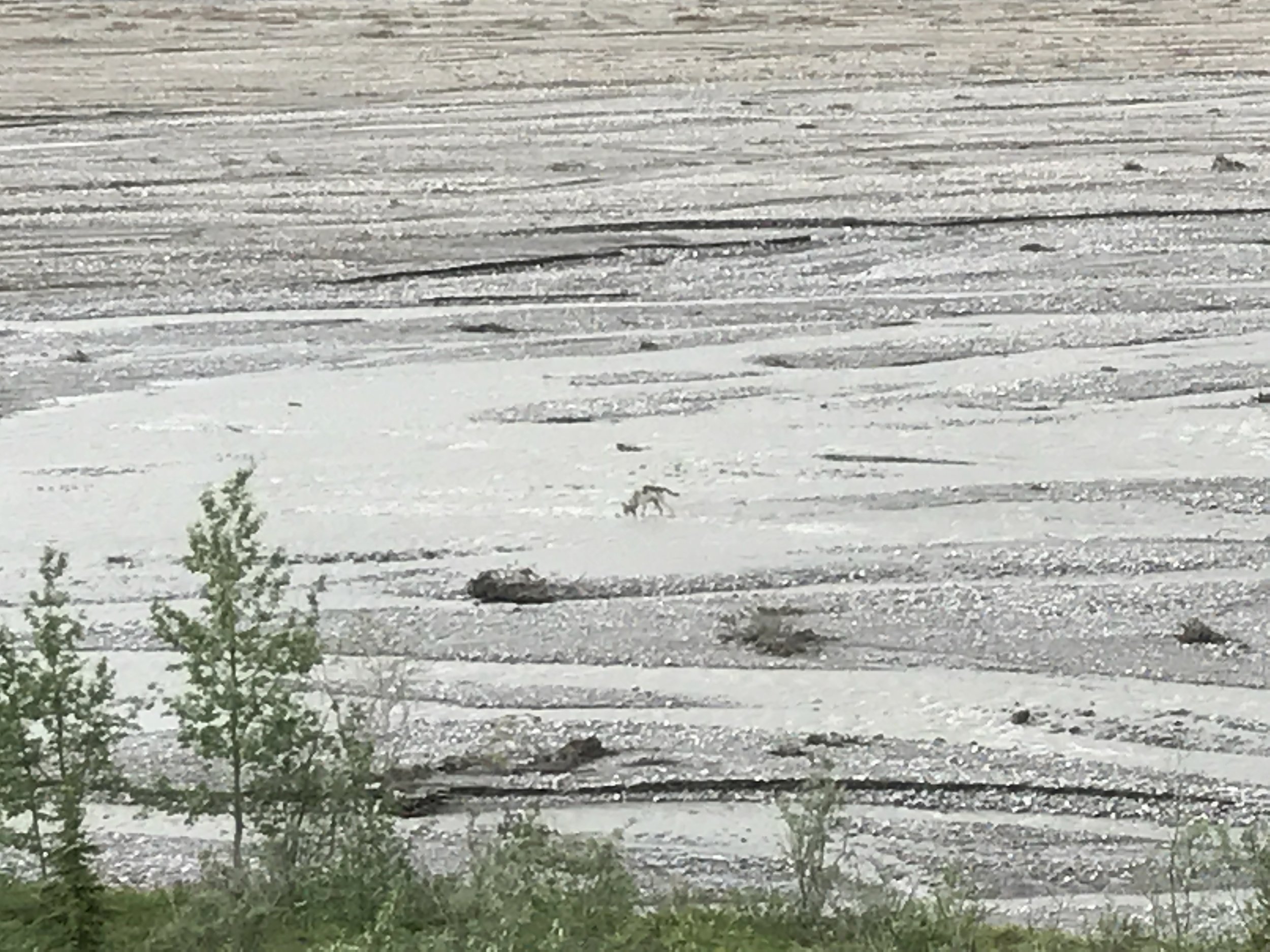 Picture of wolf taken with iPhone.