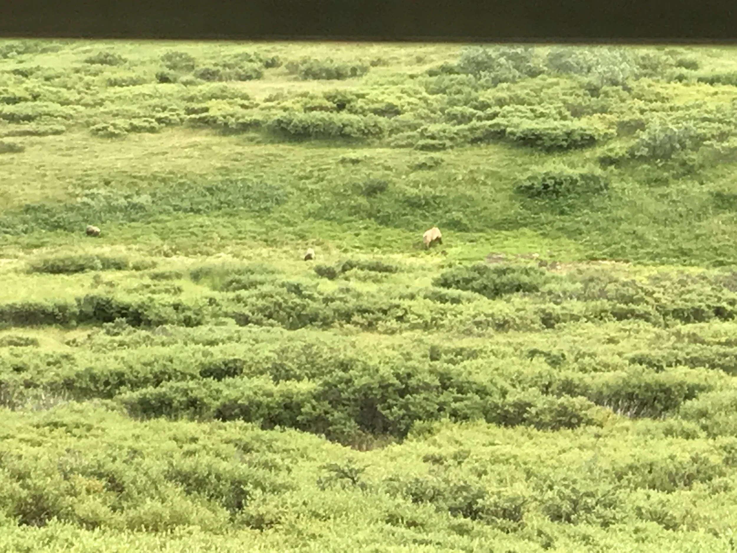 Grizzly and two cubs.
