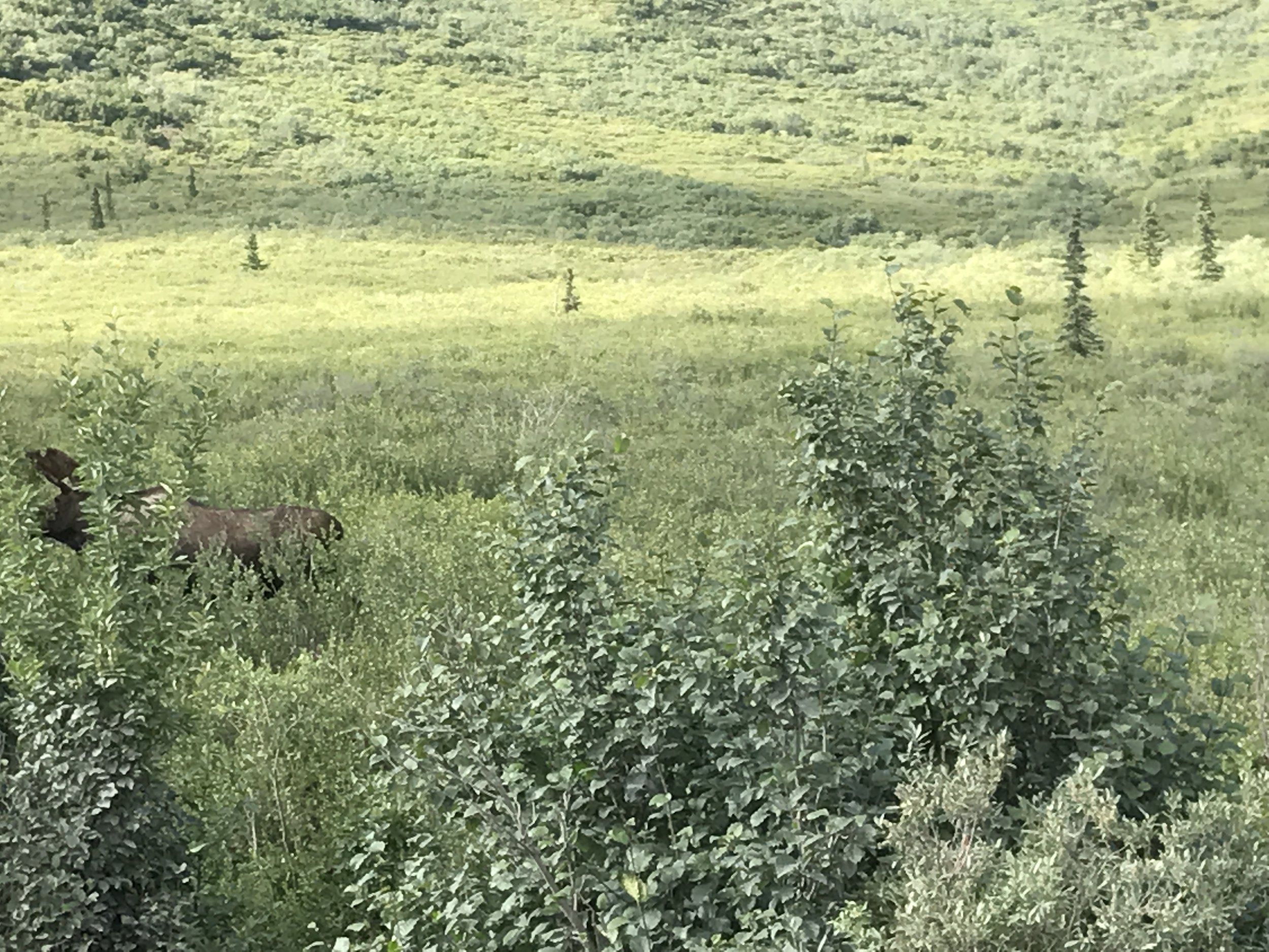 Moose in a bush.