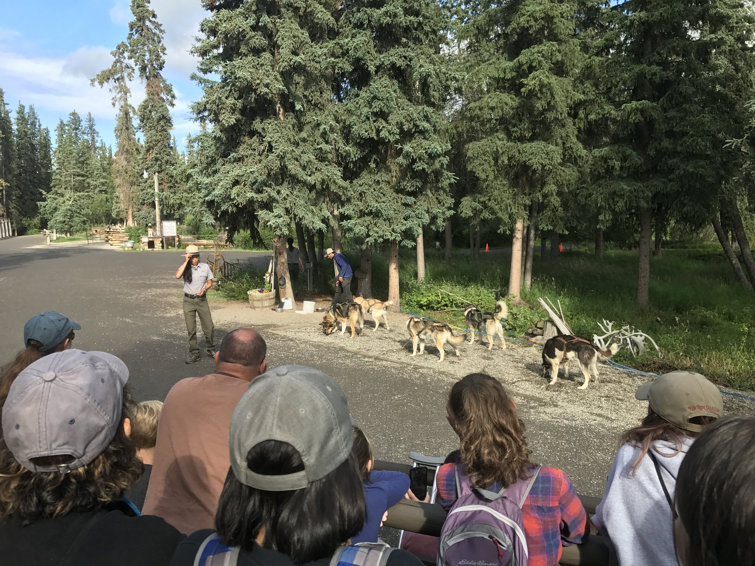Presentation on sled dogs.