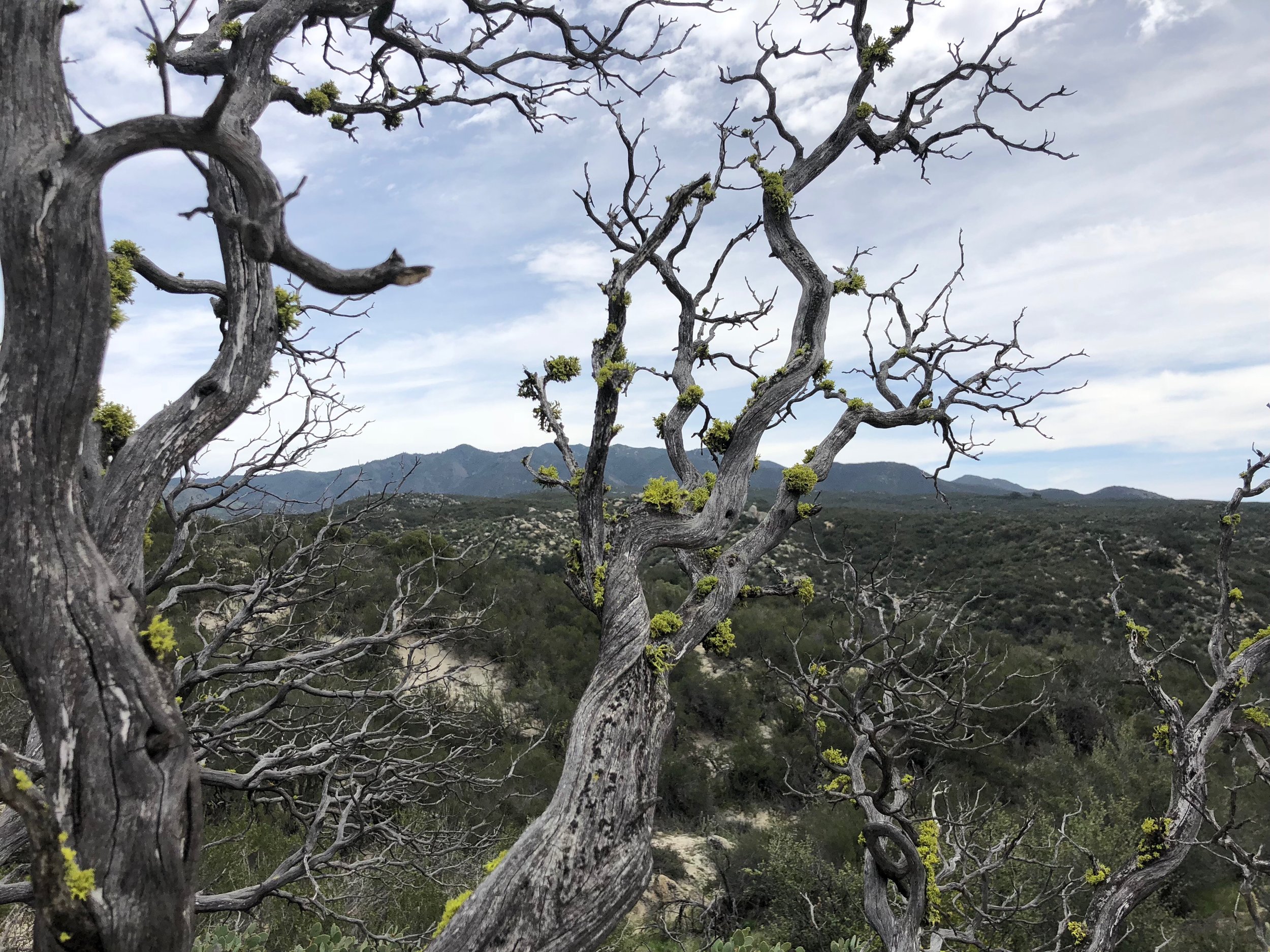 A dead tree with clumps of moss growing on it. Strangely beautiful.