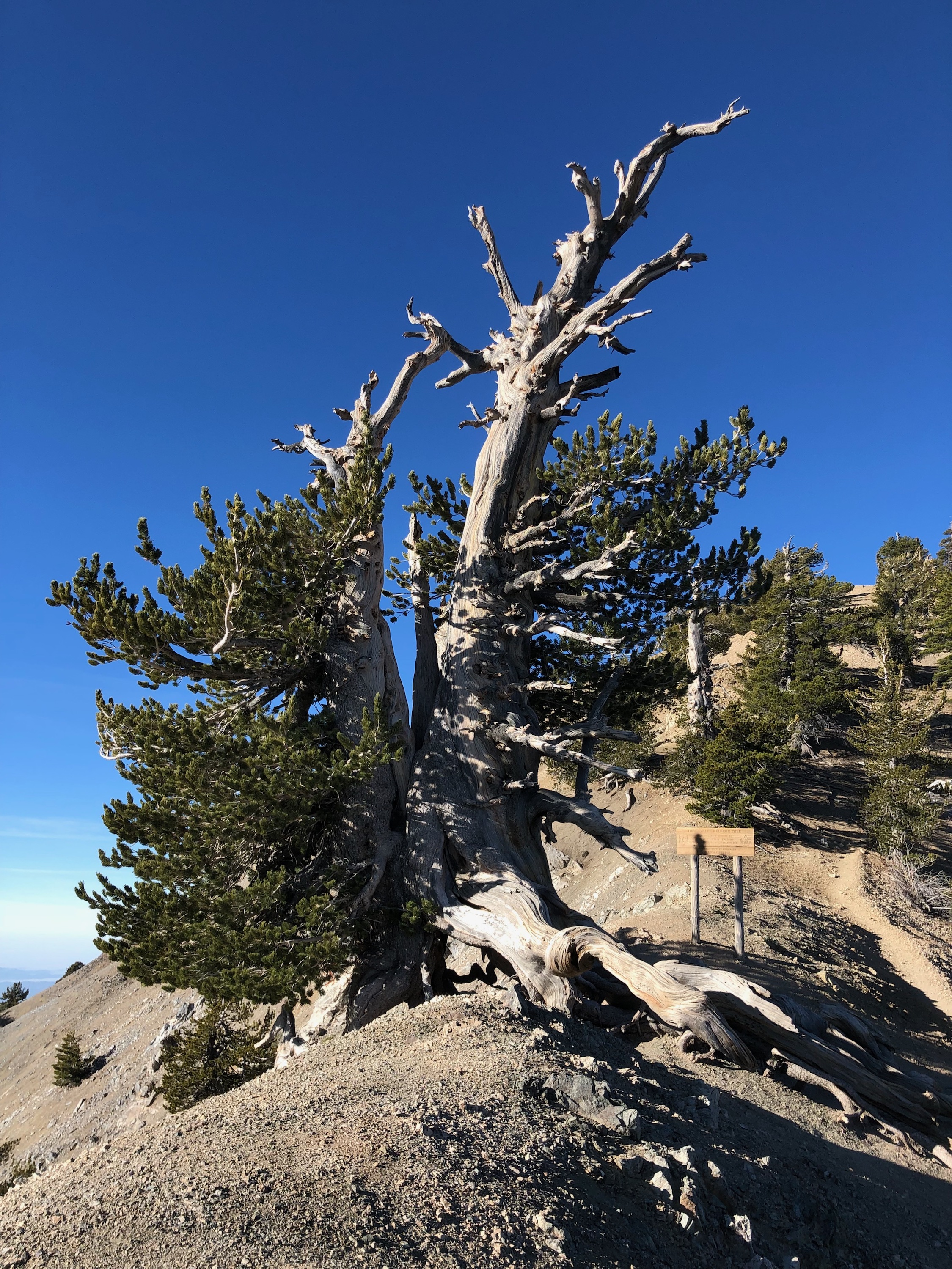 Estimated to be about 1,500 years old, this tree is about as old as I am.