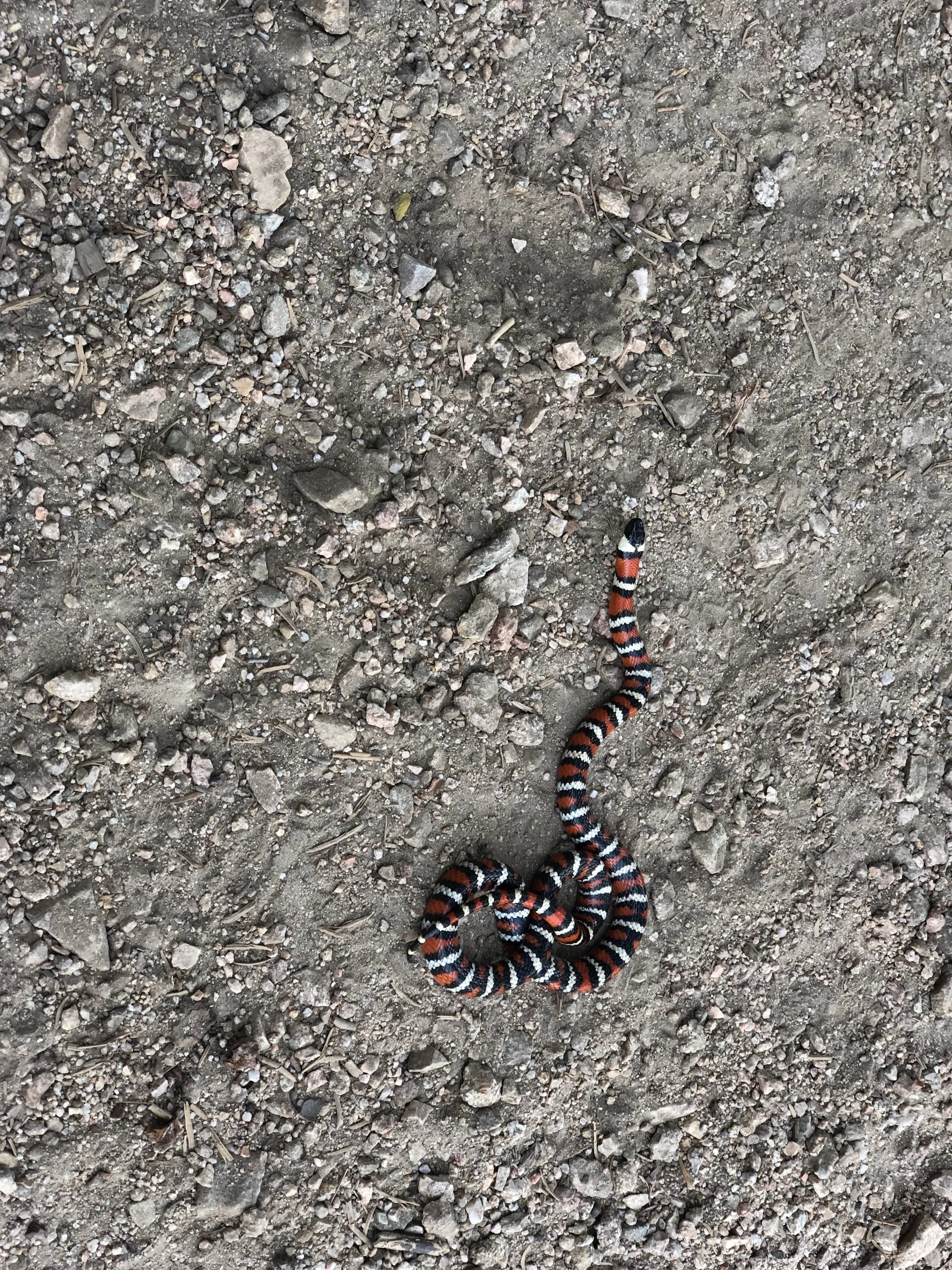 I believe the saying goes "black on yellow kill a fellow." This is a Sonoran Coralsnake.
