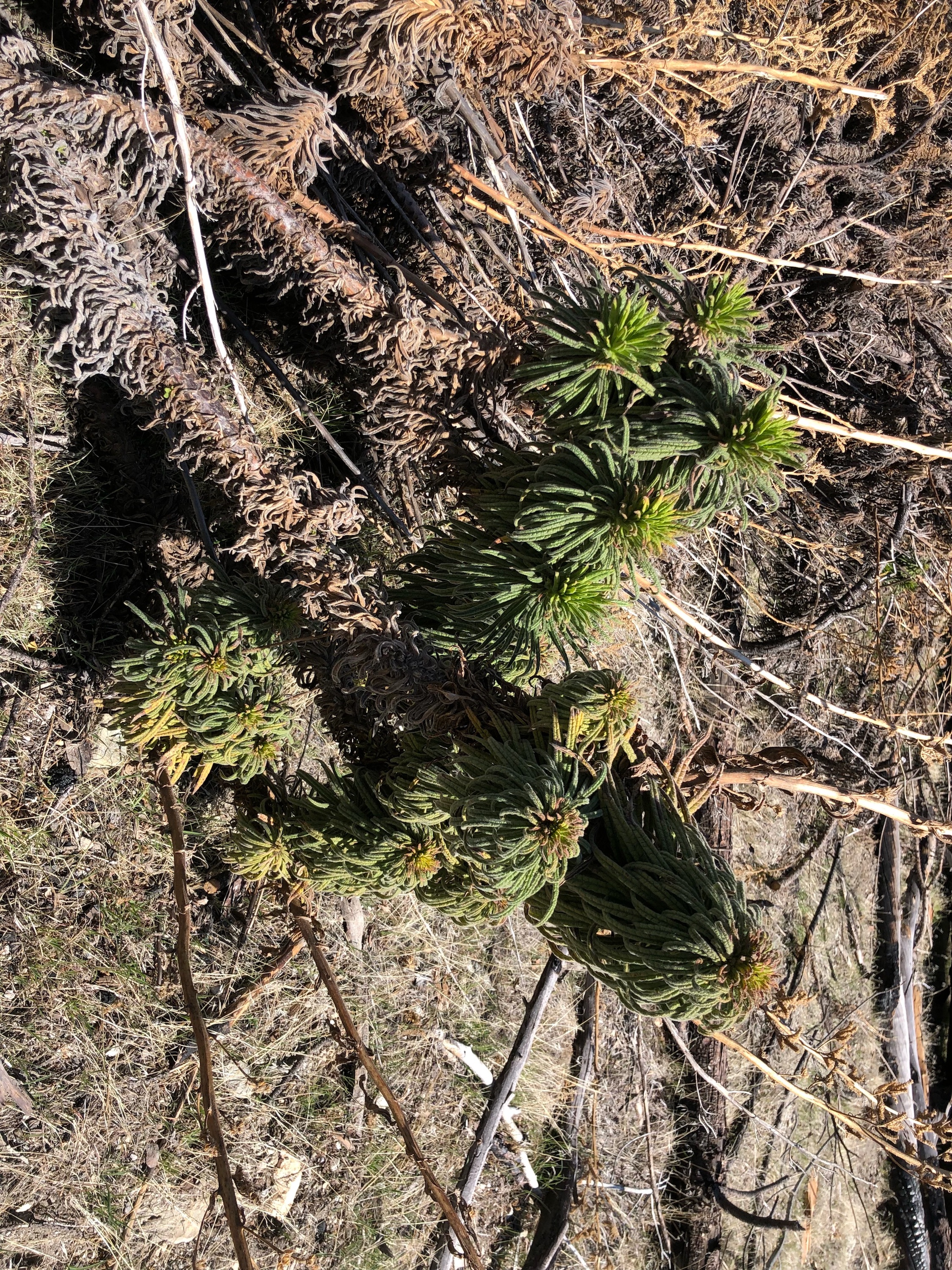 Poodle Dog Bush