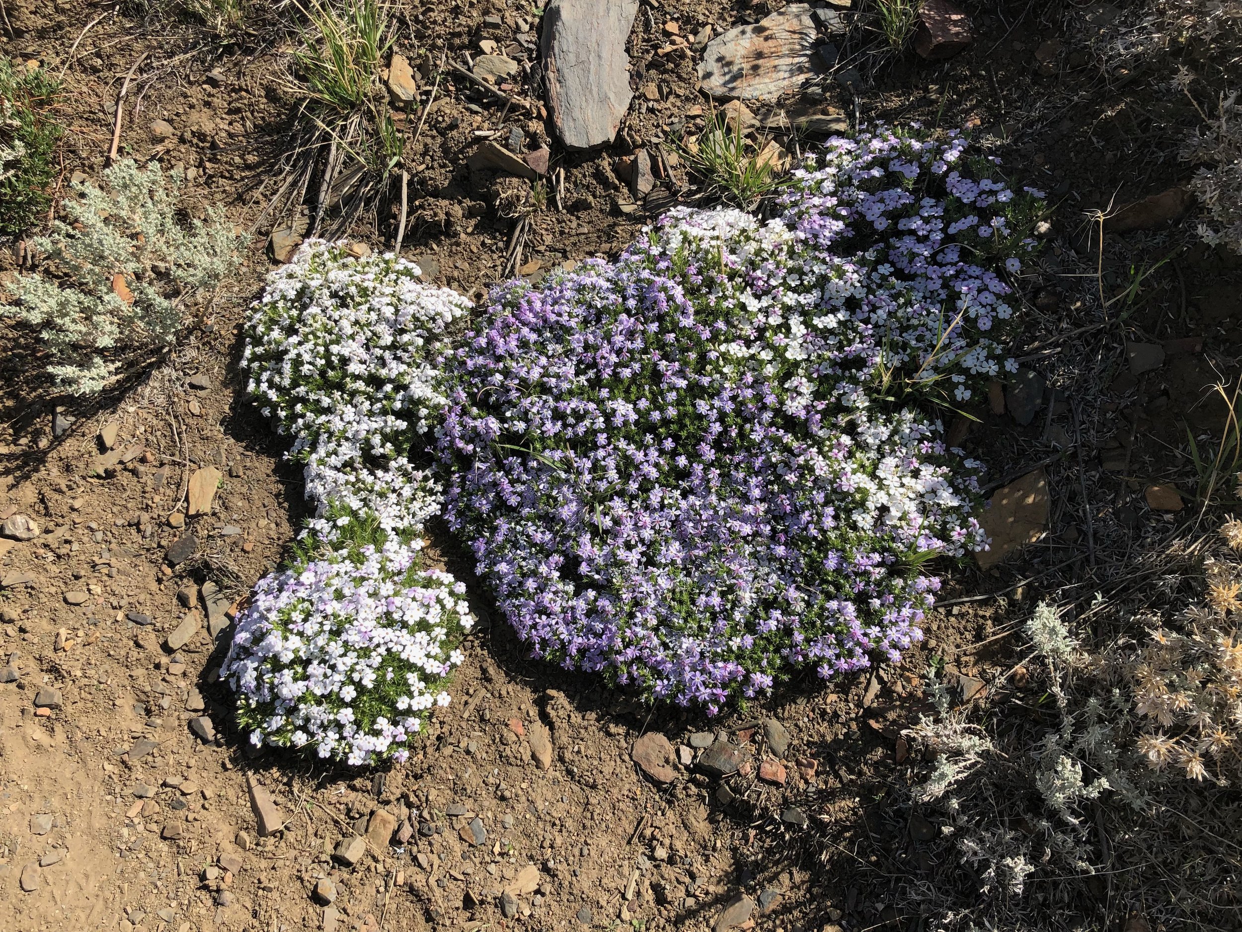 High Desert Flowers