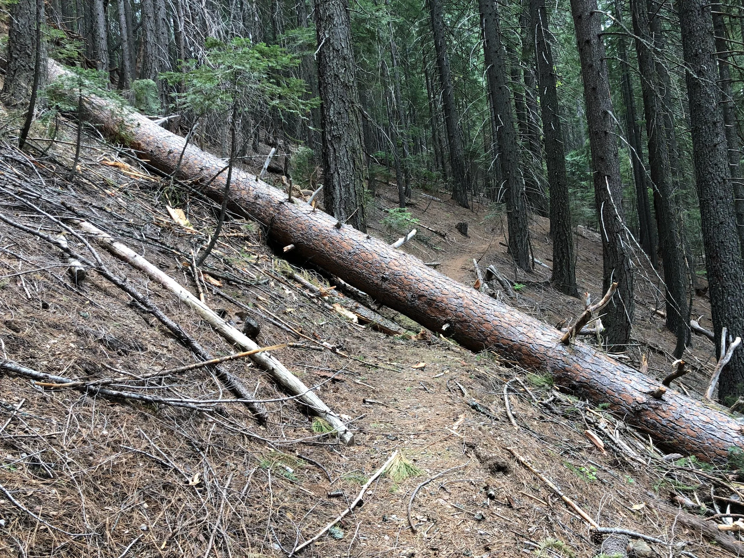 Path blocked by huge down tree