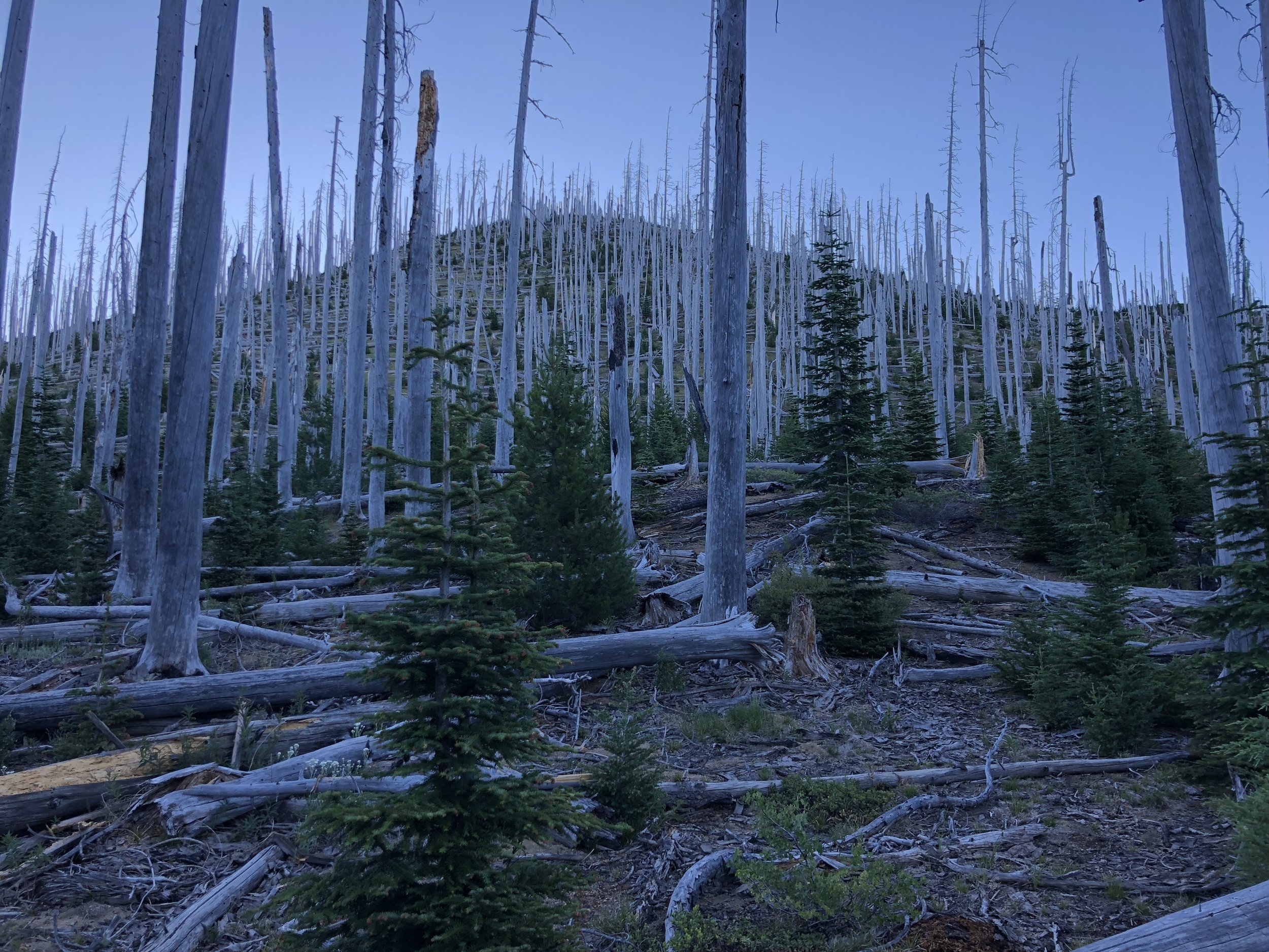 Recovering forest after the fires