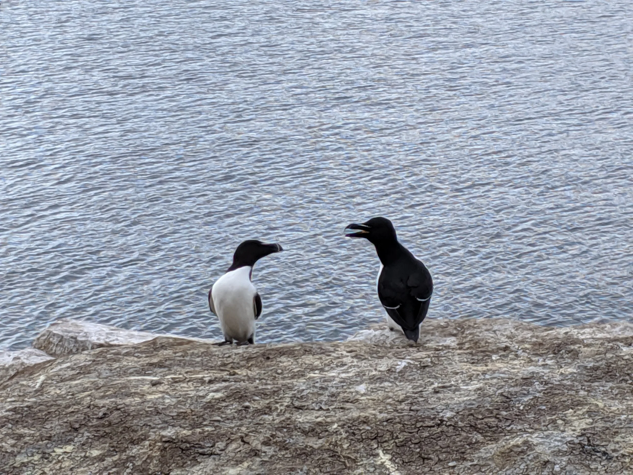 Two birds having a serious discussion.