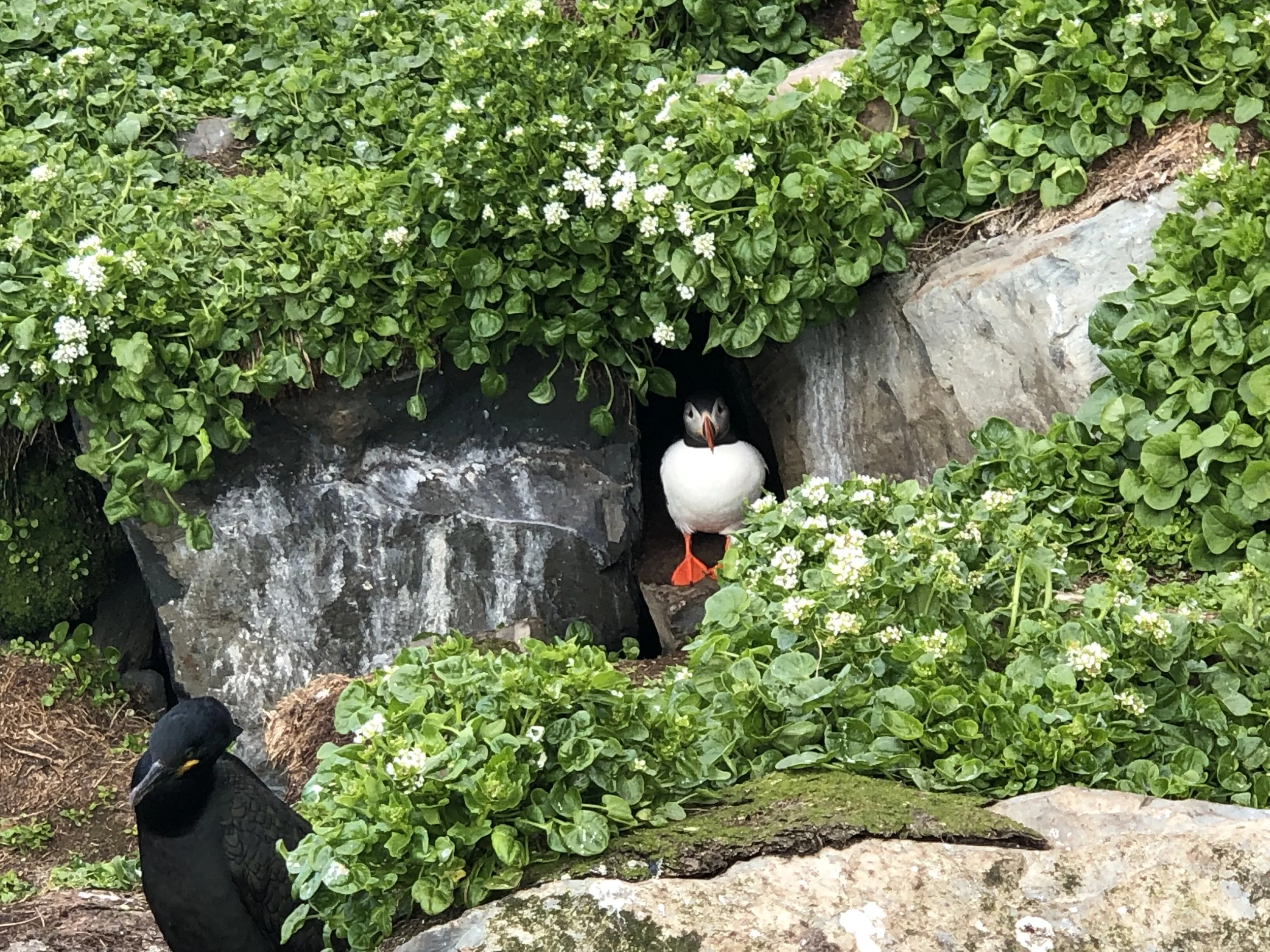One of the coolest things we experienced while on the island were the puffins that nest among the rocks and vegetation. I was about 10 feet from this puffin when I took its picture. Notice the black bird in the foreground.