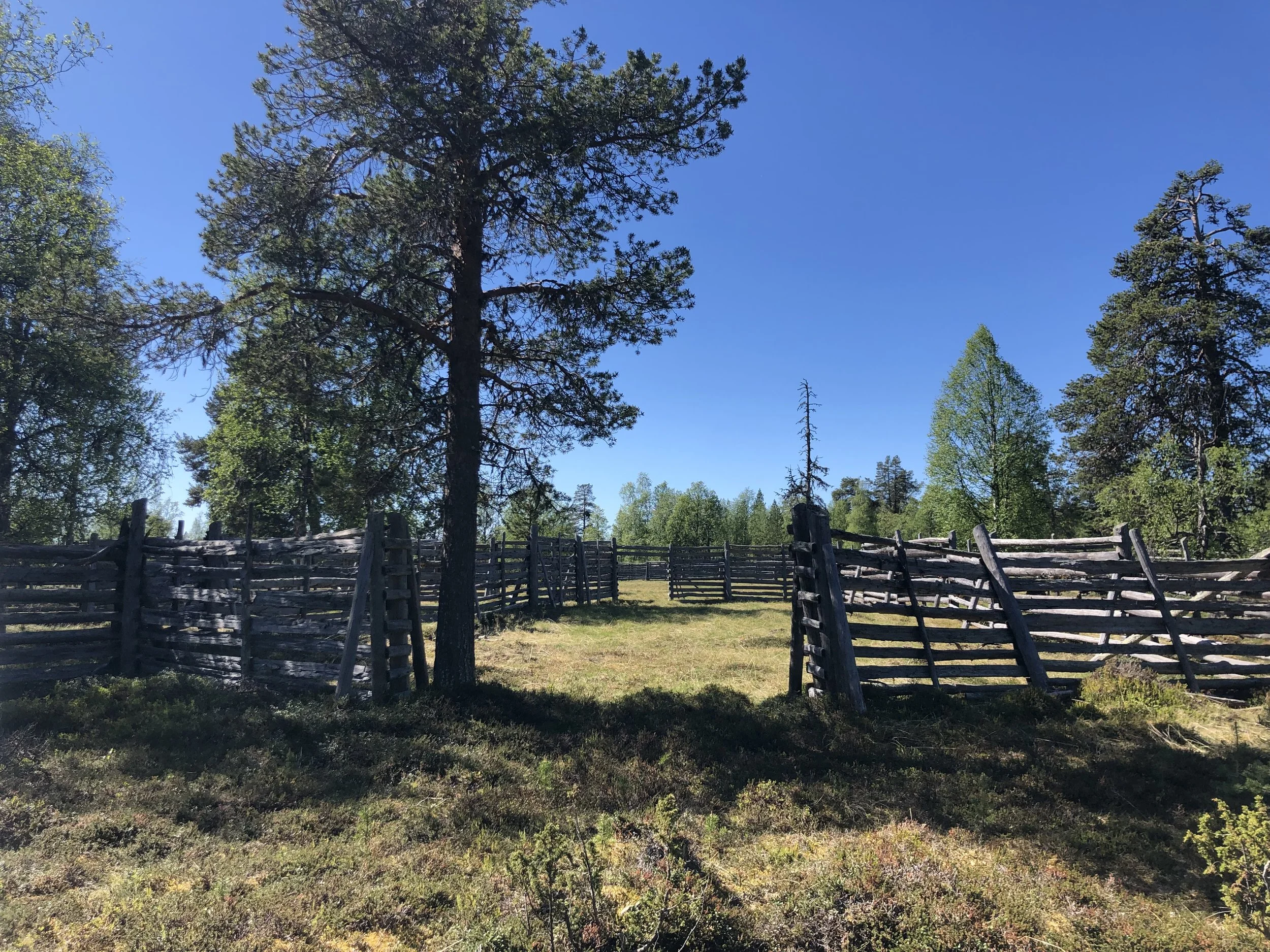 Sami (name of the native peoples in this part of Finland) built these corrals in the middle of the forest for their annual reindeer roundup.