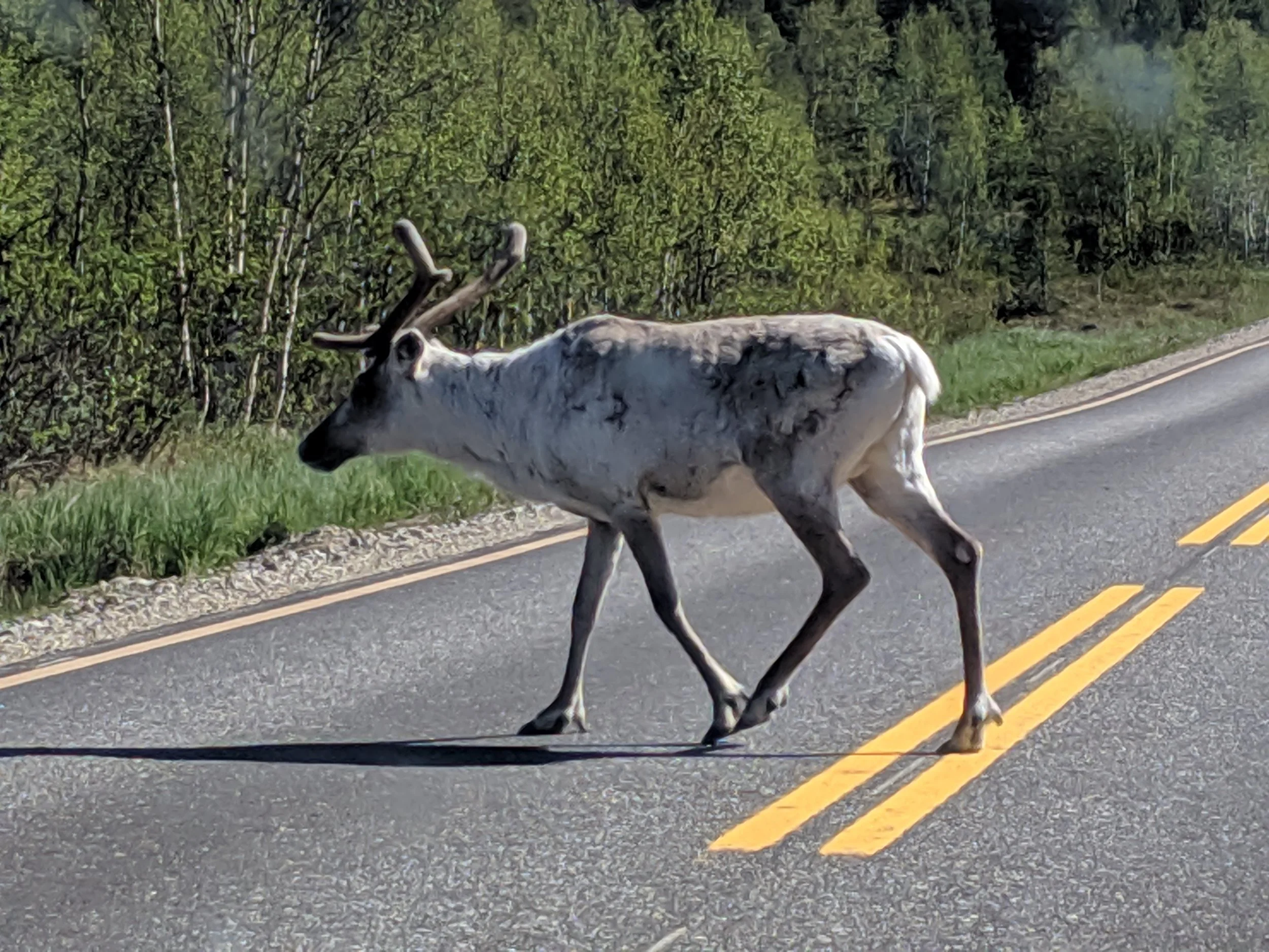 In northern Finland the reindeer are everywhere. And since the Sami people domesticated them they have no fear of humans. This one was just casually walking across the road in no hurry to get out of our way.