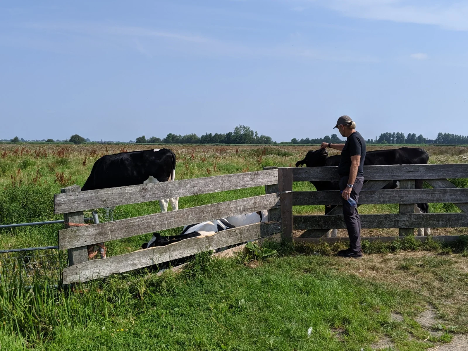 The quintessential dutch cow.
