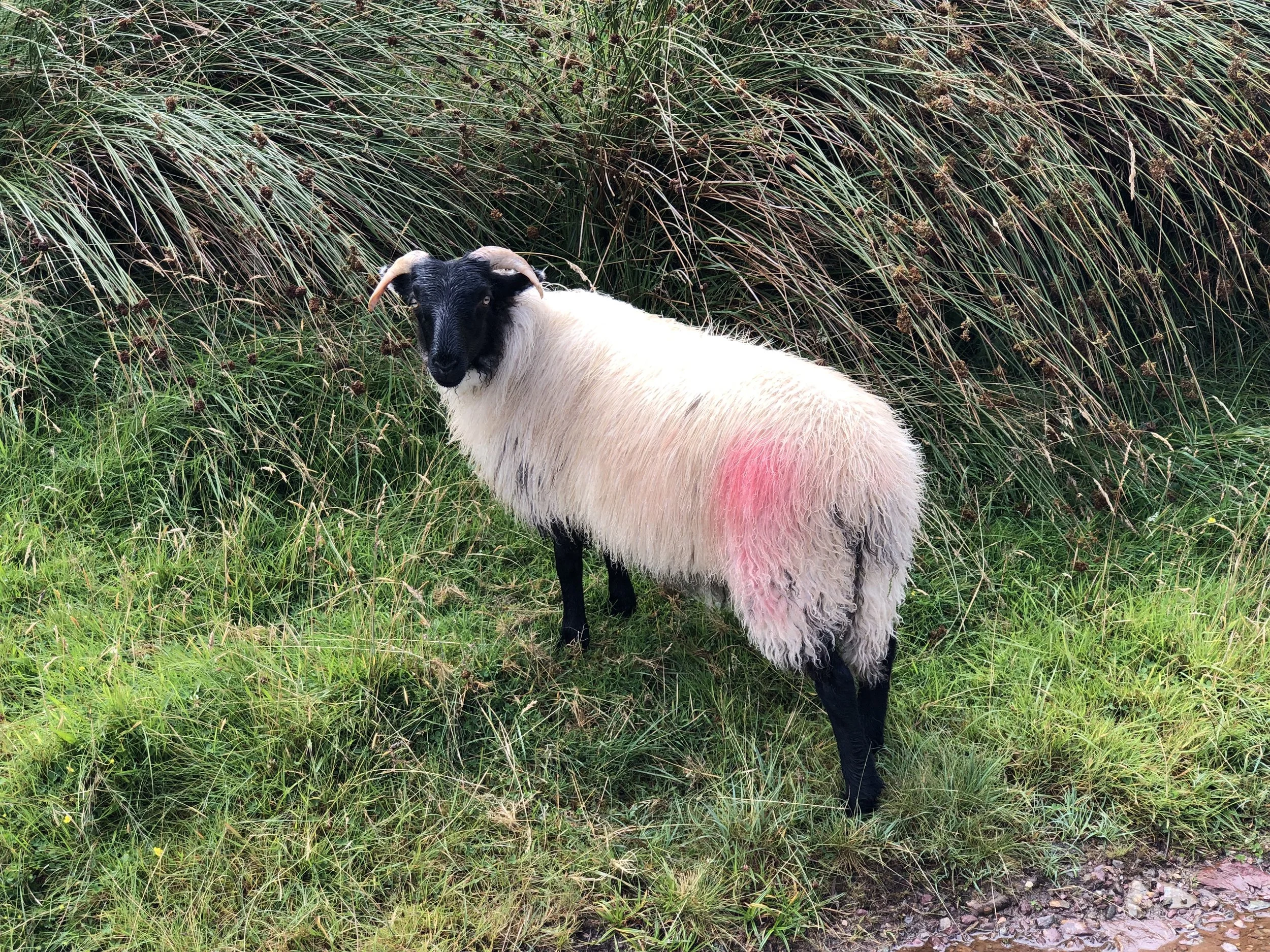 I’m not sure, but I think they spray paint on the sheep to identify their owner.