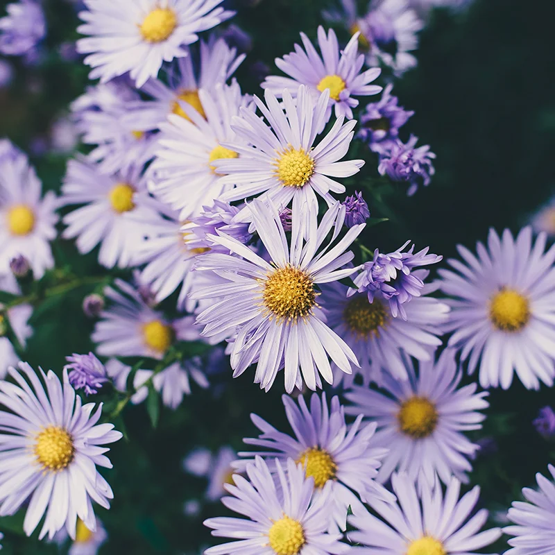 Daisies_146674.jpg