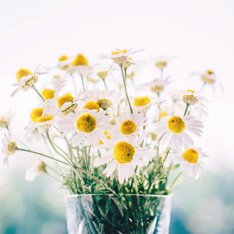 Daisies.jpg