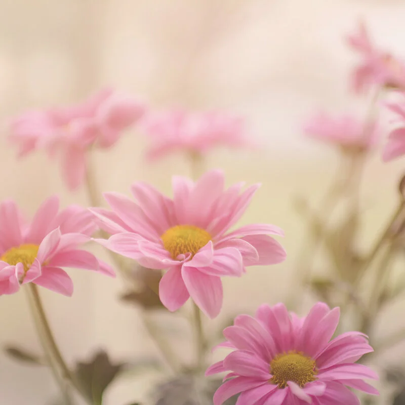 Pinkflowers.jpg