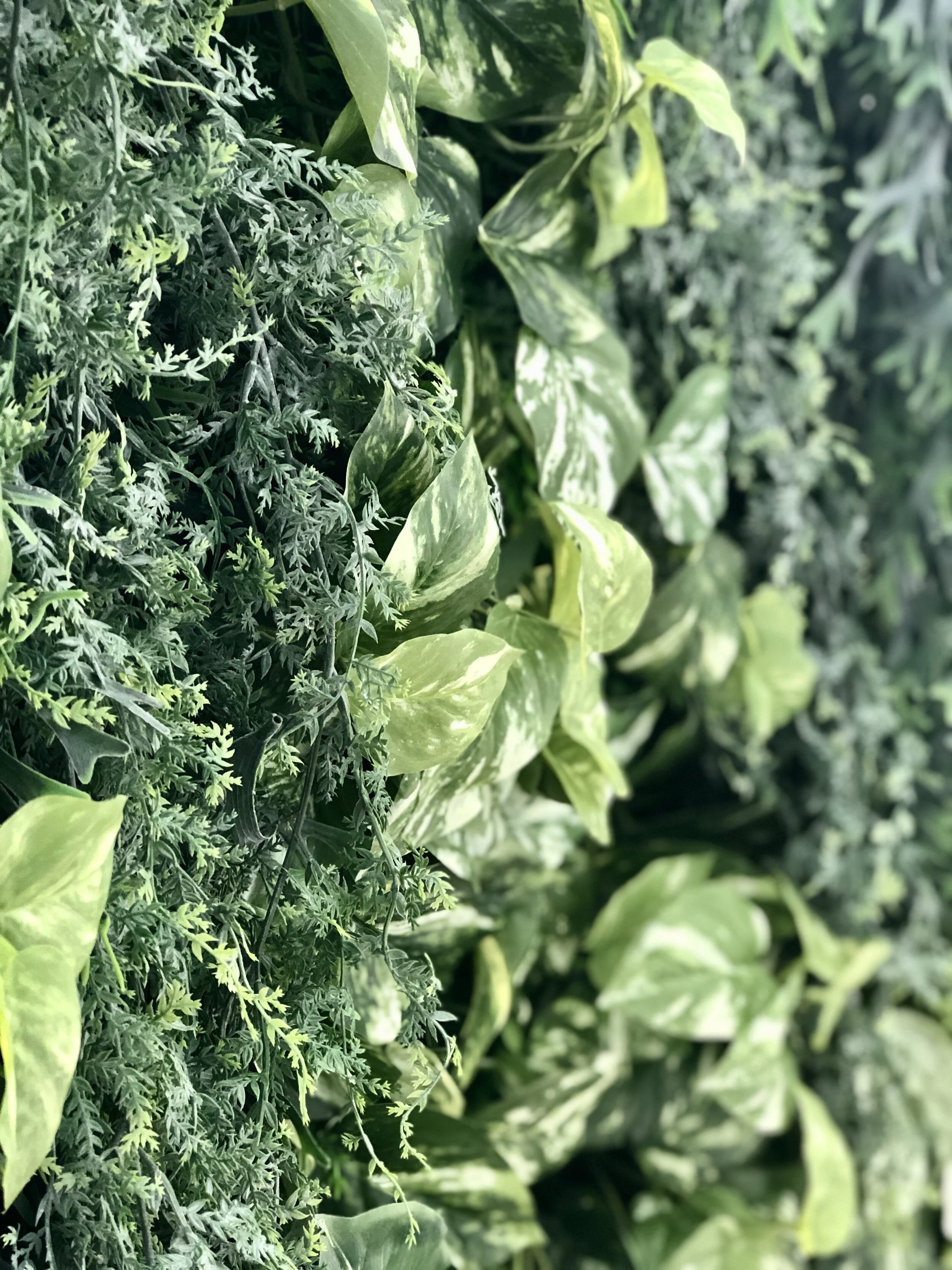 CLOVELLY DETAIL.jpeg