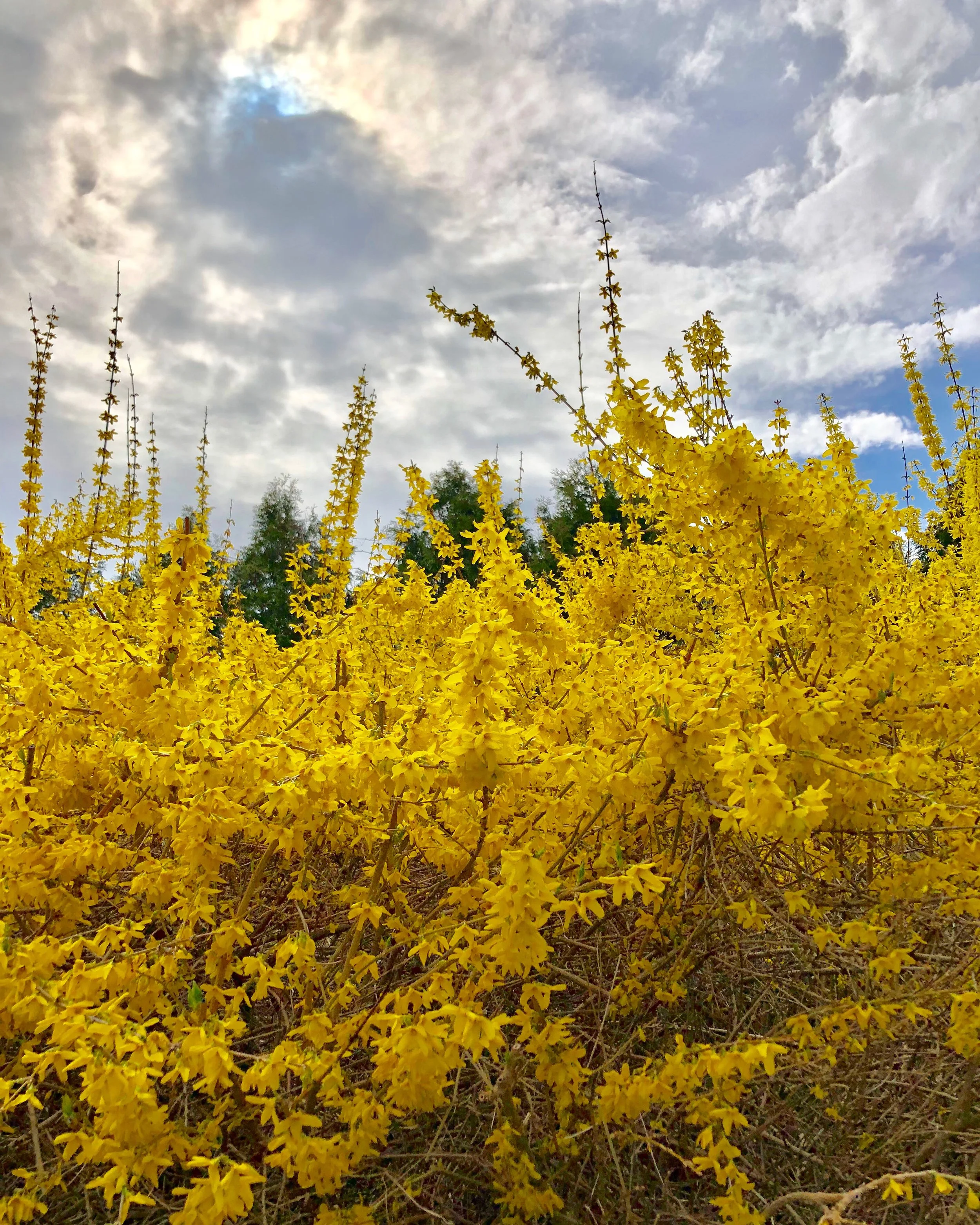 forsythia