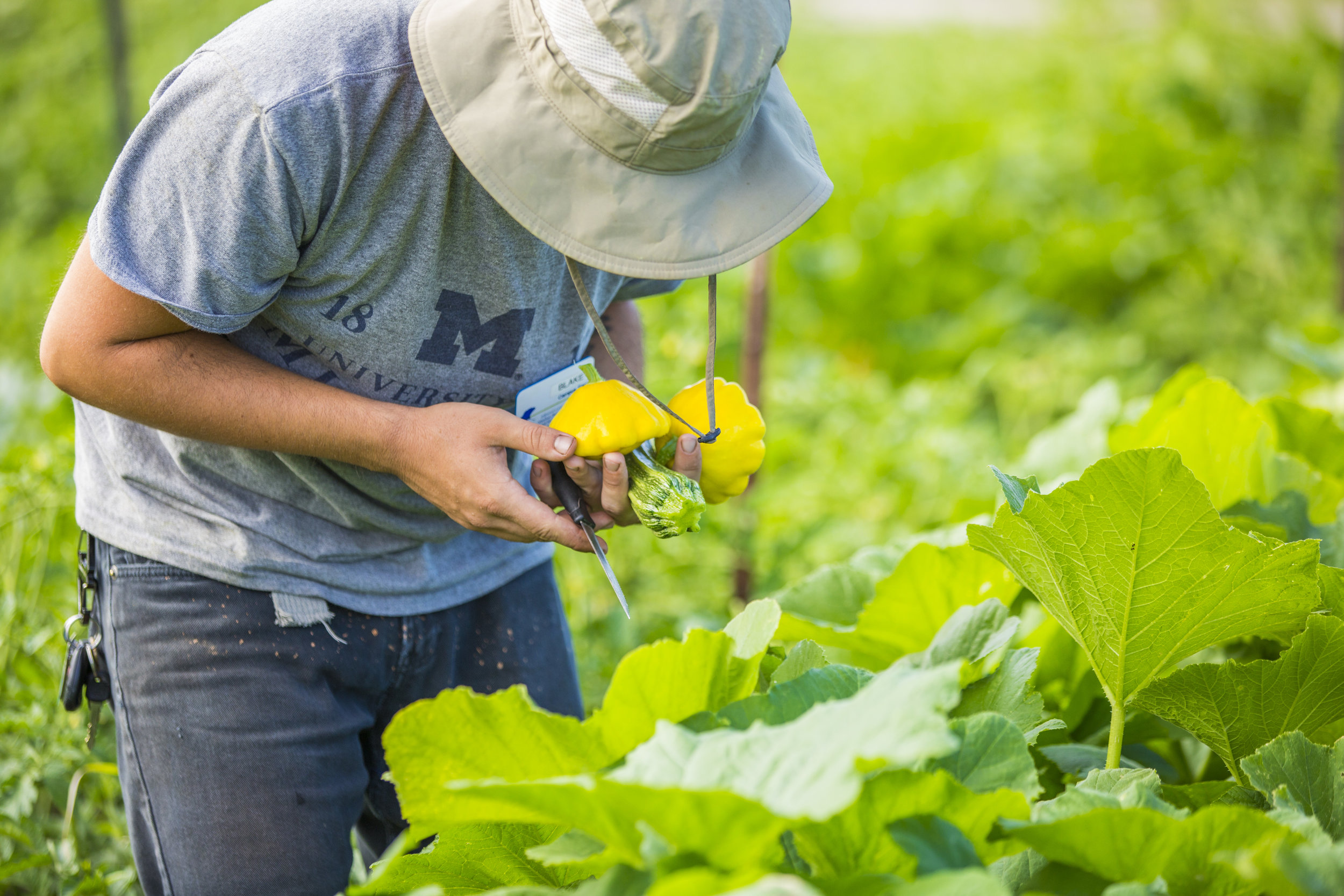 U of M Campus Farm (18 of 23).jpg