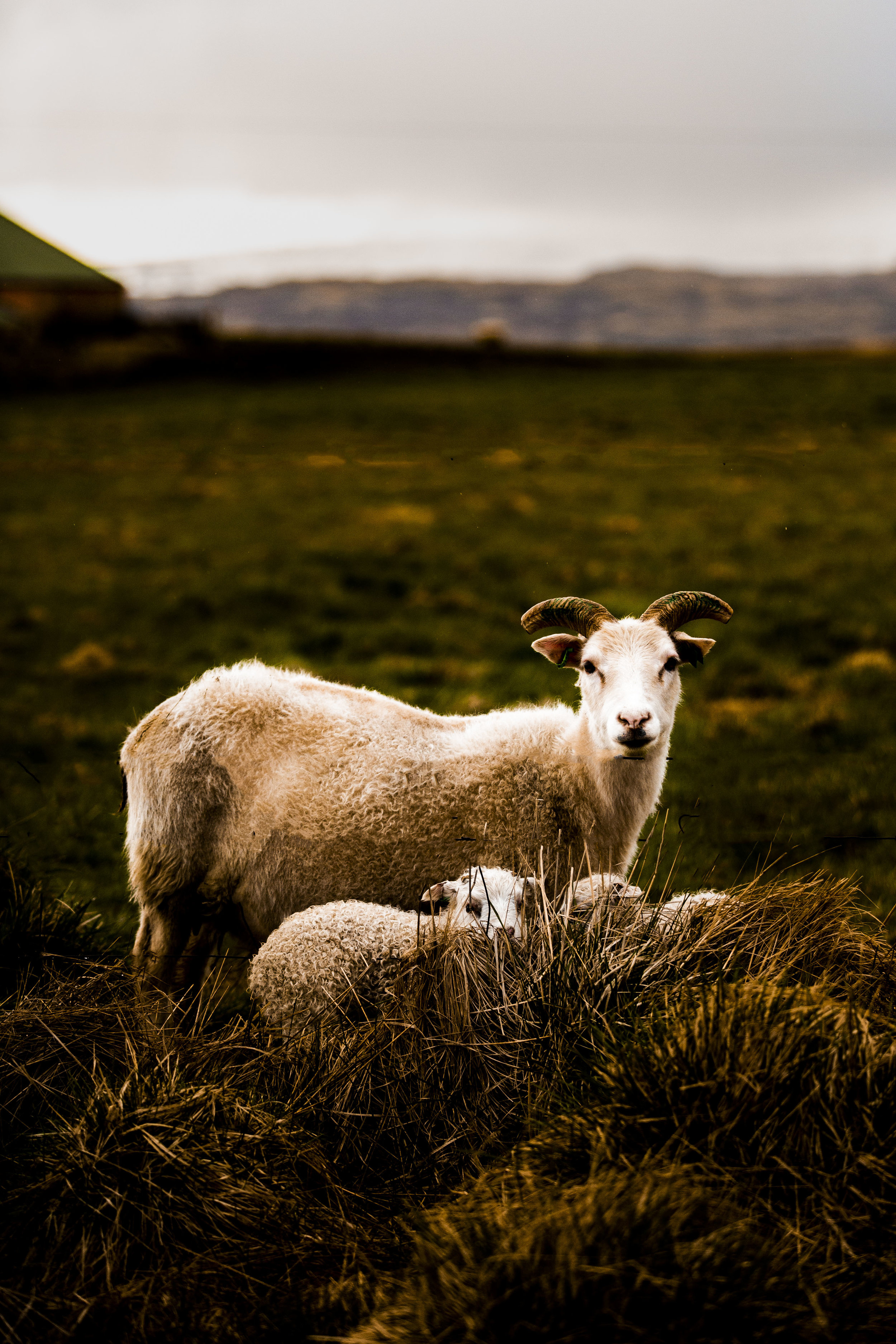 iceland sheep.jpg