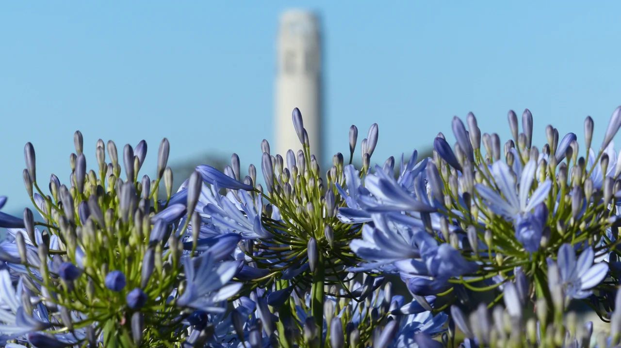 Coit Tower