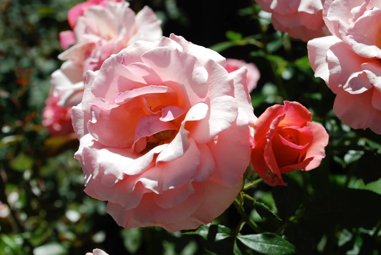 DSC_072207_0003.jpg