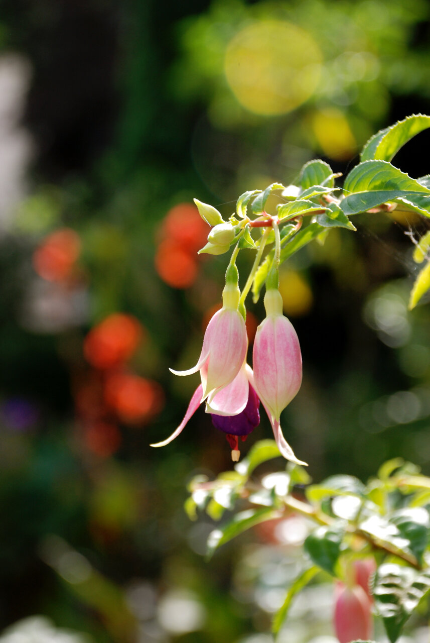 DSC_101708_0362.jpg