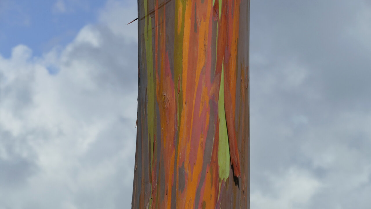 Eucalyptus tree trunk at the Dole Plantation