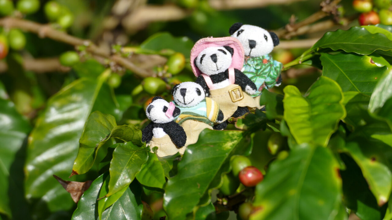 The Pandafords visit Green World Coffee Farm