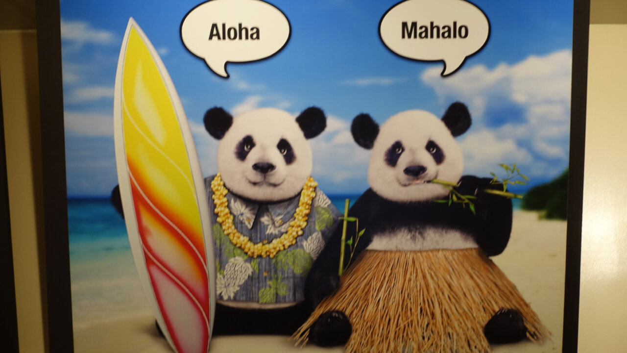 Panda Express Waikiki pandas