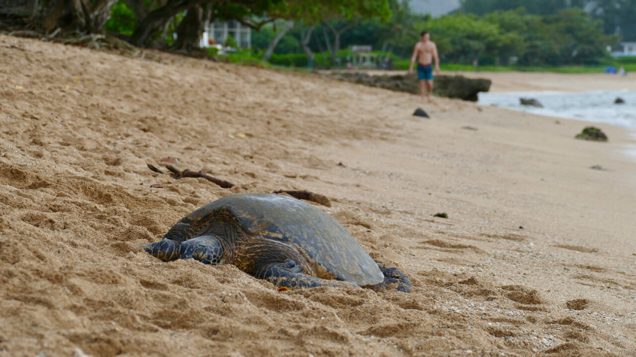 Sea turtle at Hale'iwa Ali'i Beach Park