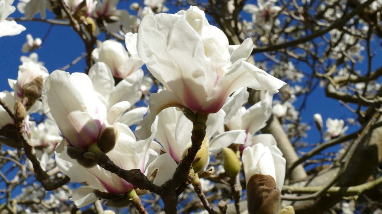 Magnolia Tree Blooming at the San Francisco Botanical Garden 
