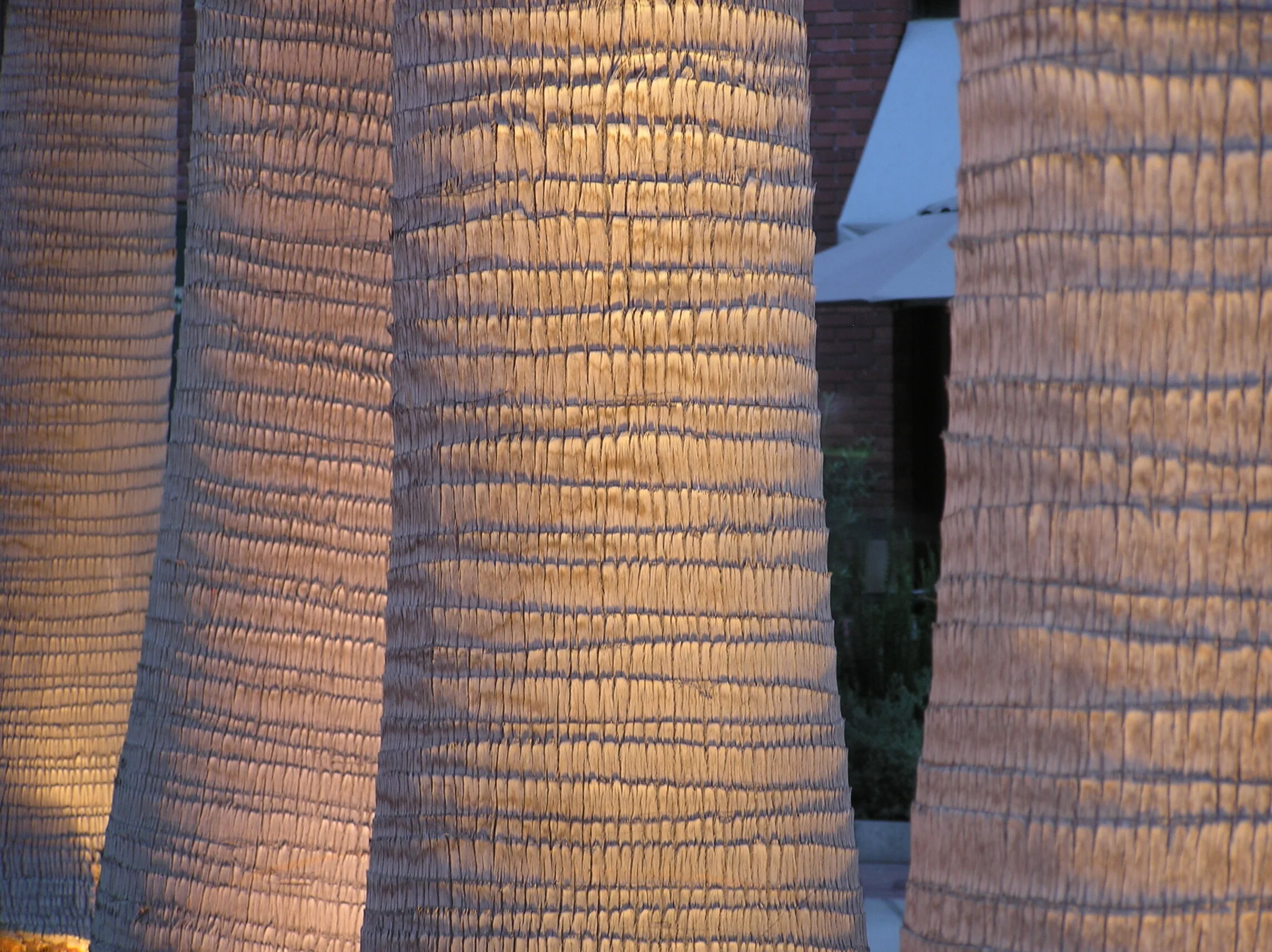 Willie Mays Plaza Palms.JPG