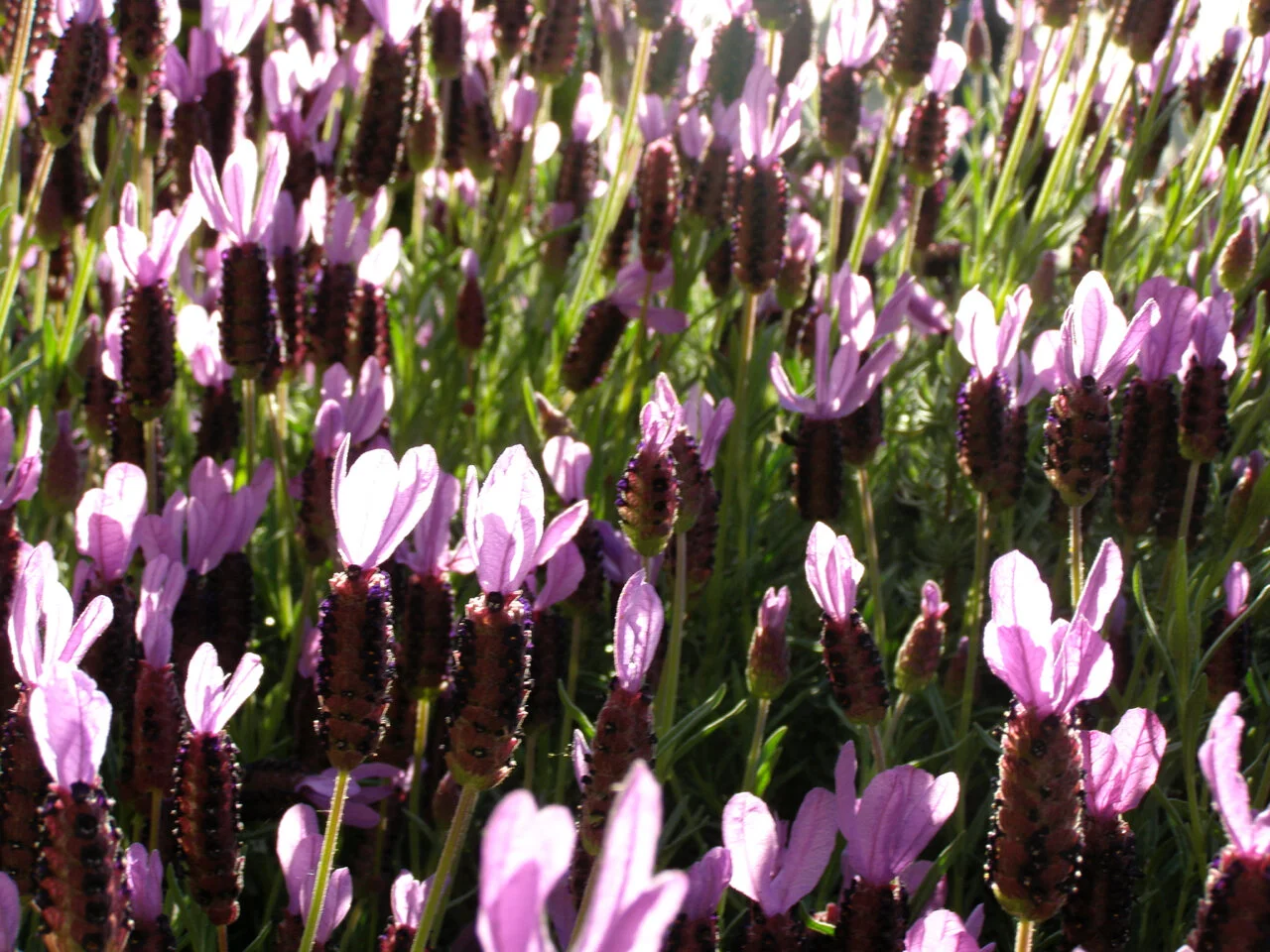 P4100084.jpg