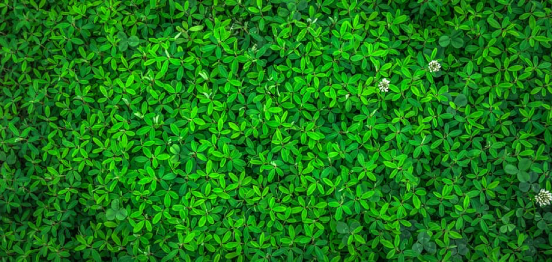 CloversCover.png