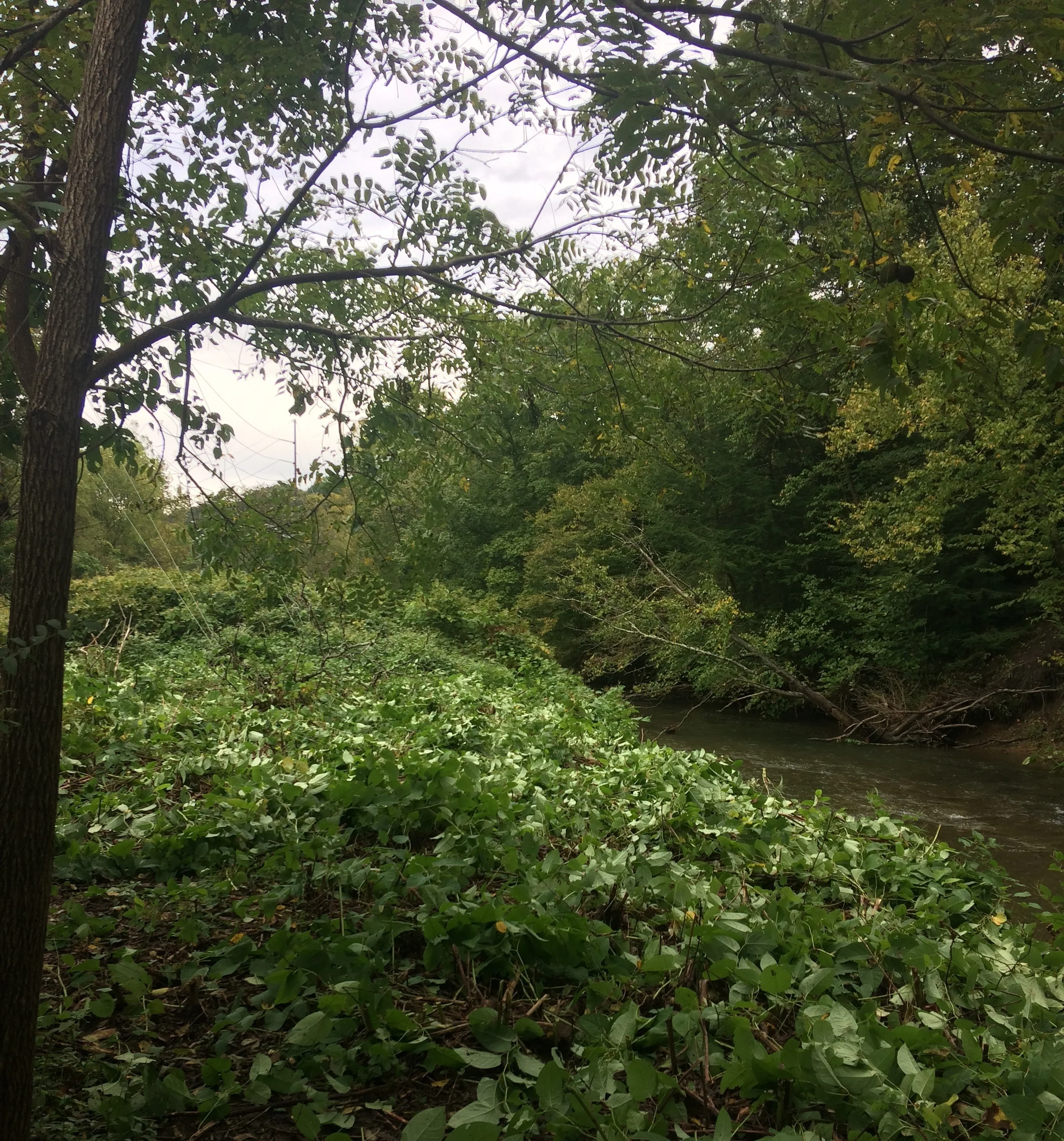June 2018: Japanese Knotweed cut down in preparation for riparian buffer planting at the Forestbrooke Conservation Area.