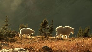 Nature and Wildlife Reel 2014