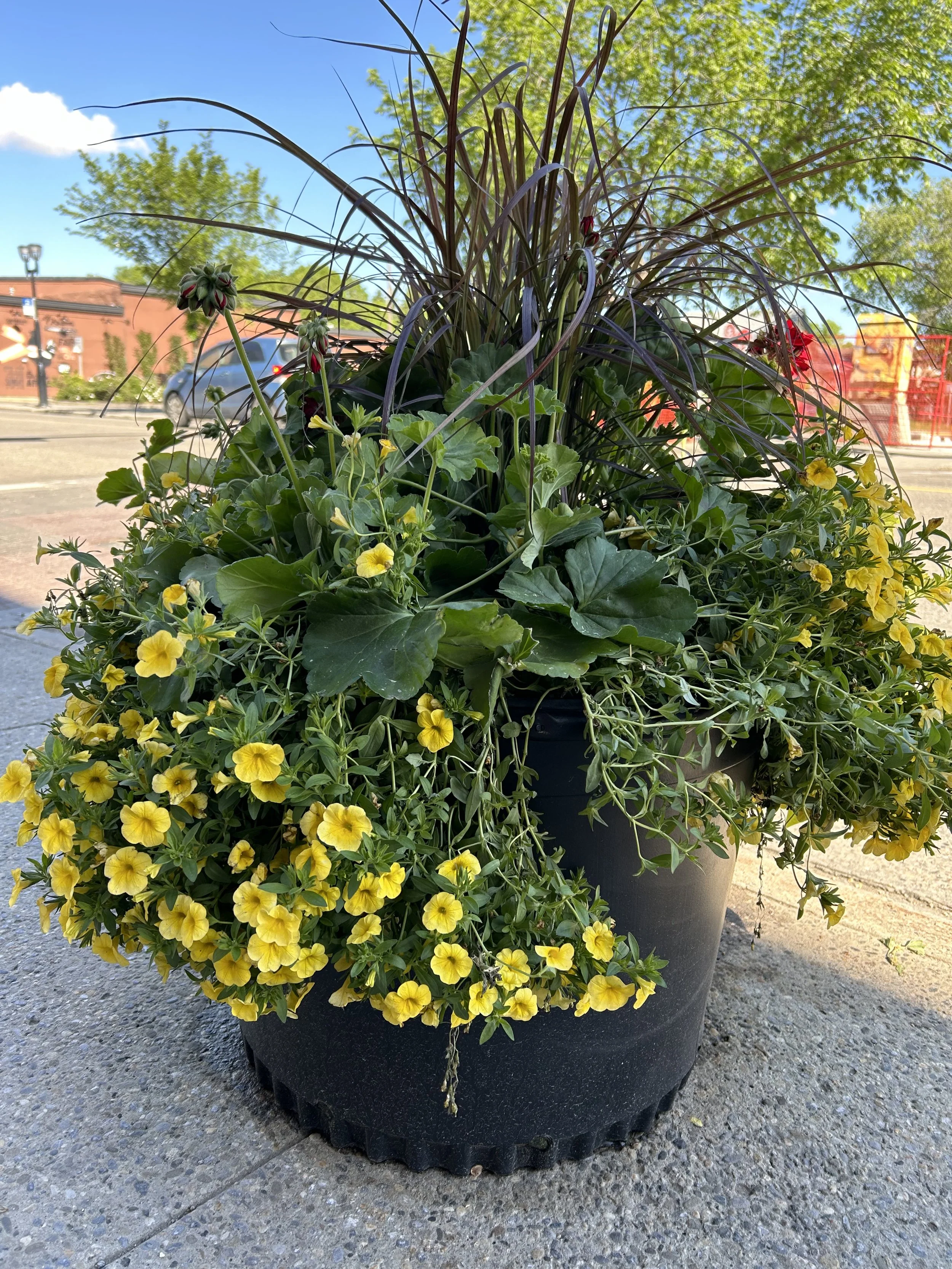 Summer Flower Pots (1).jpg