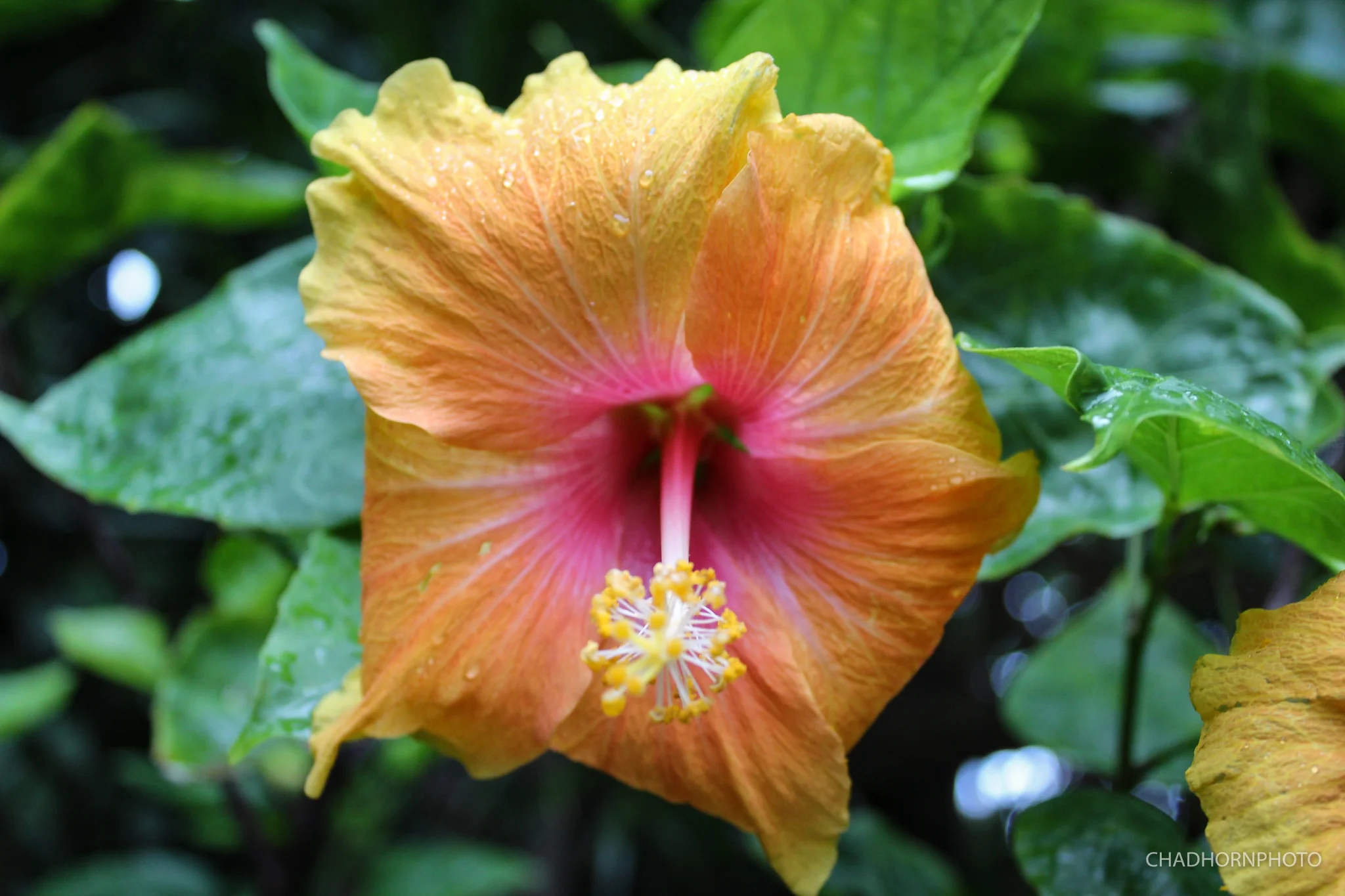 Kauai Flower.jpg