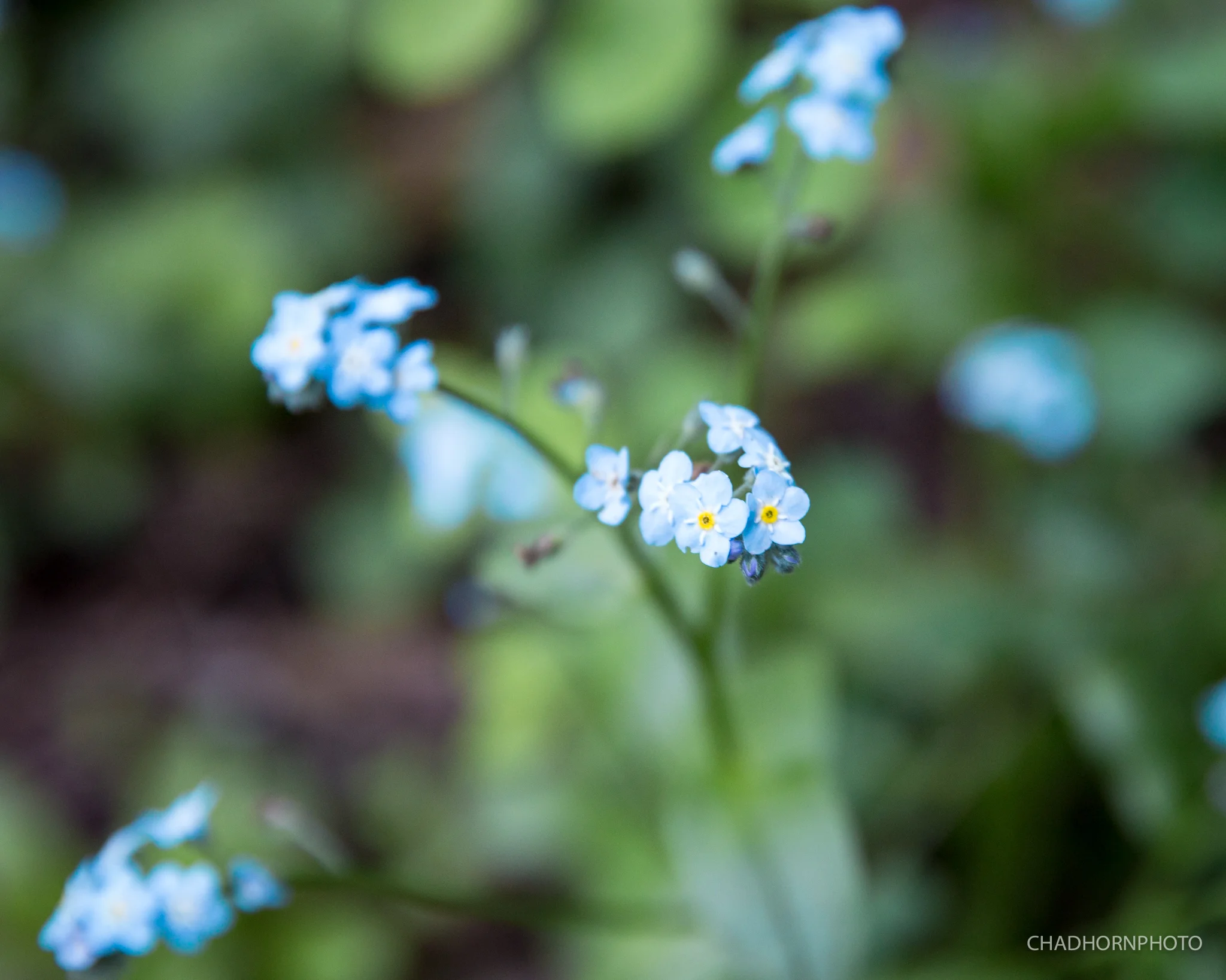 Flower.jpg