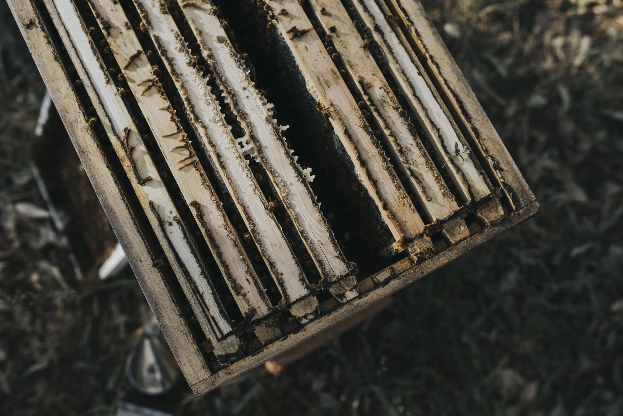 furiousbeehoneyco_09.jpg