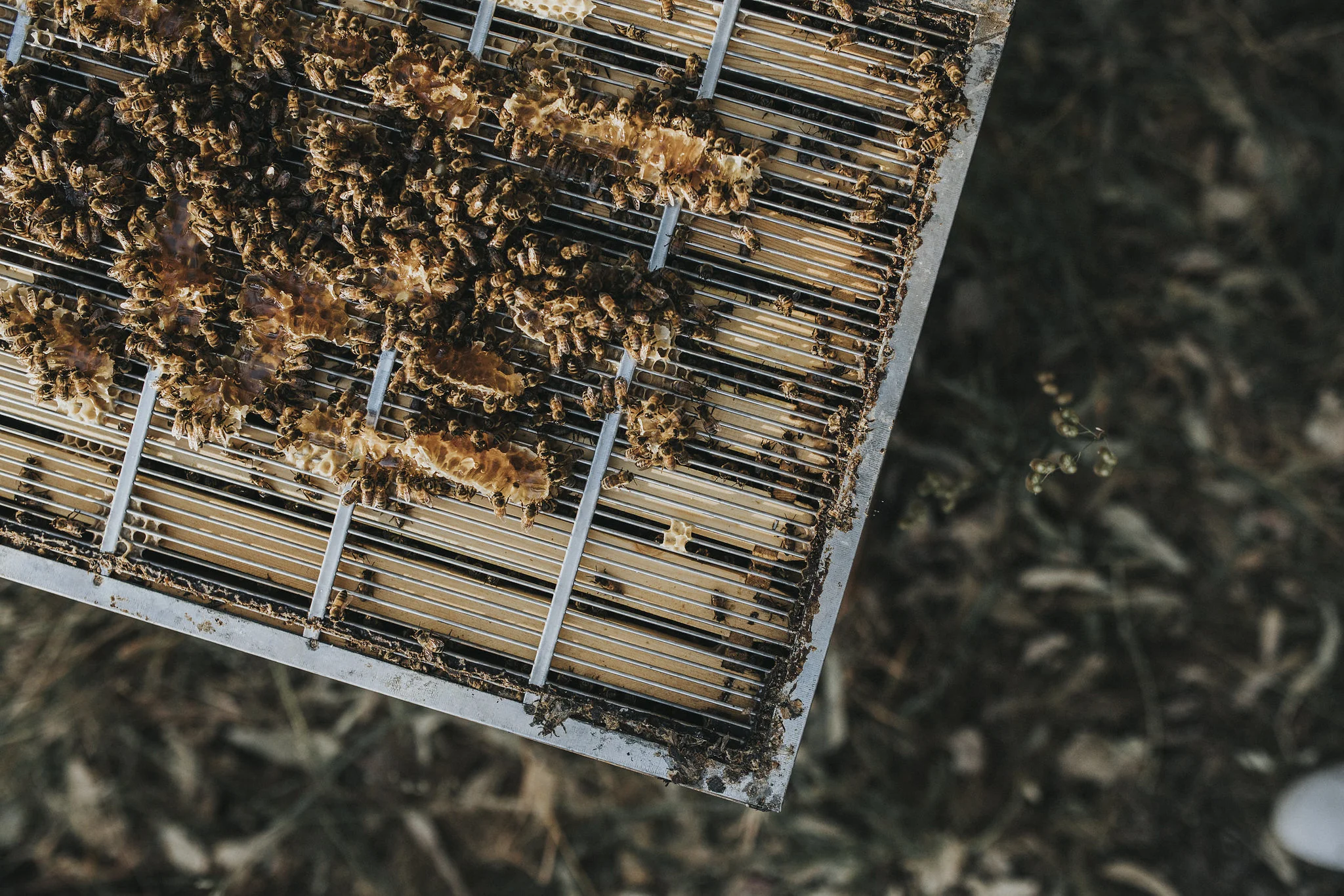 furiousbeehoneyco_10.jpg