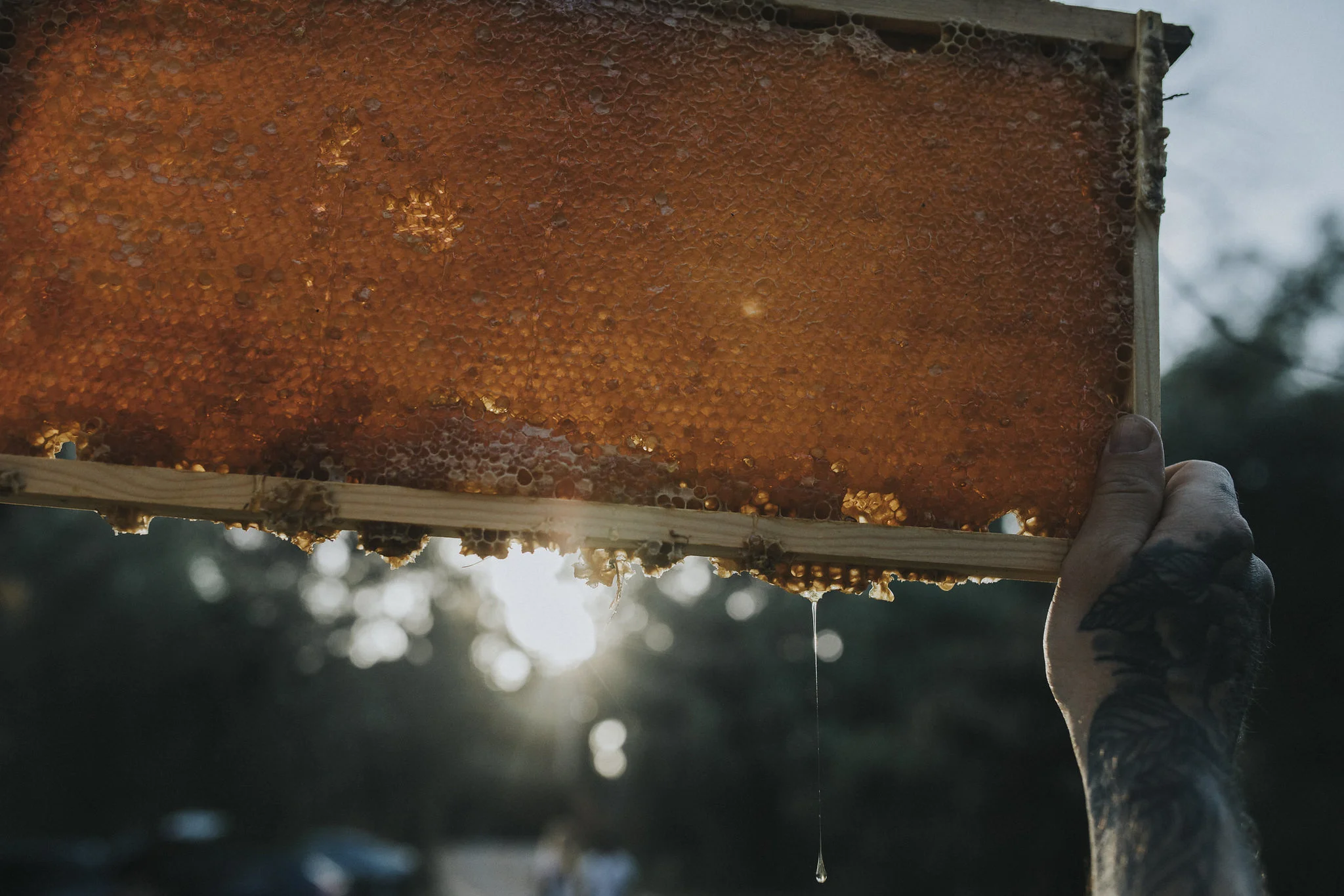 furiousbeehoneyco_23.jpg