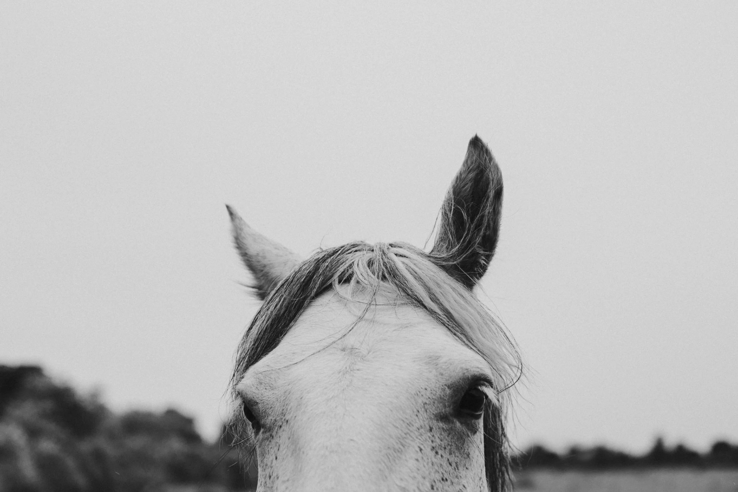 horse 5.jpeg