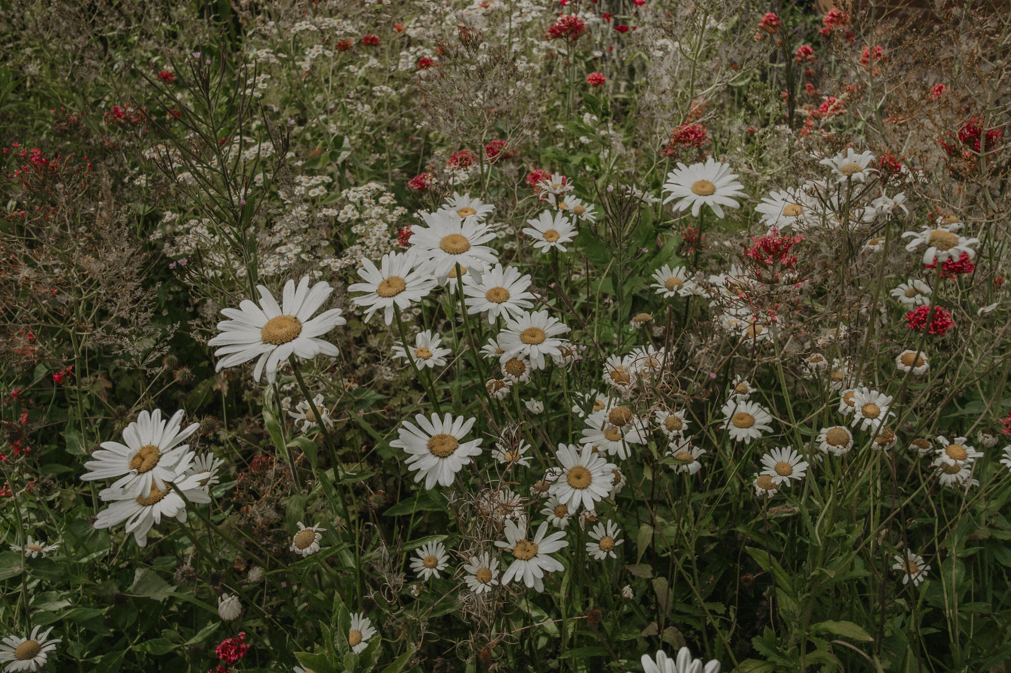 summer_in_england.jpg