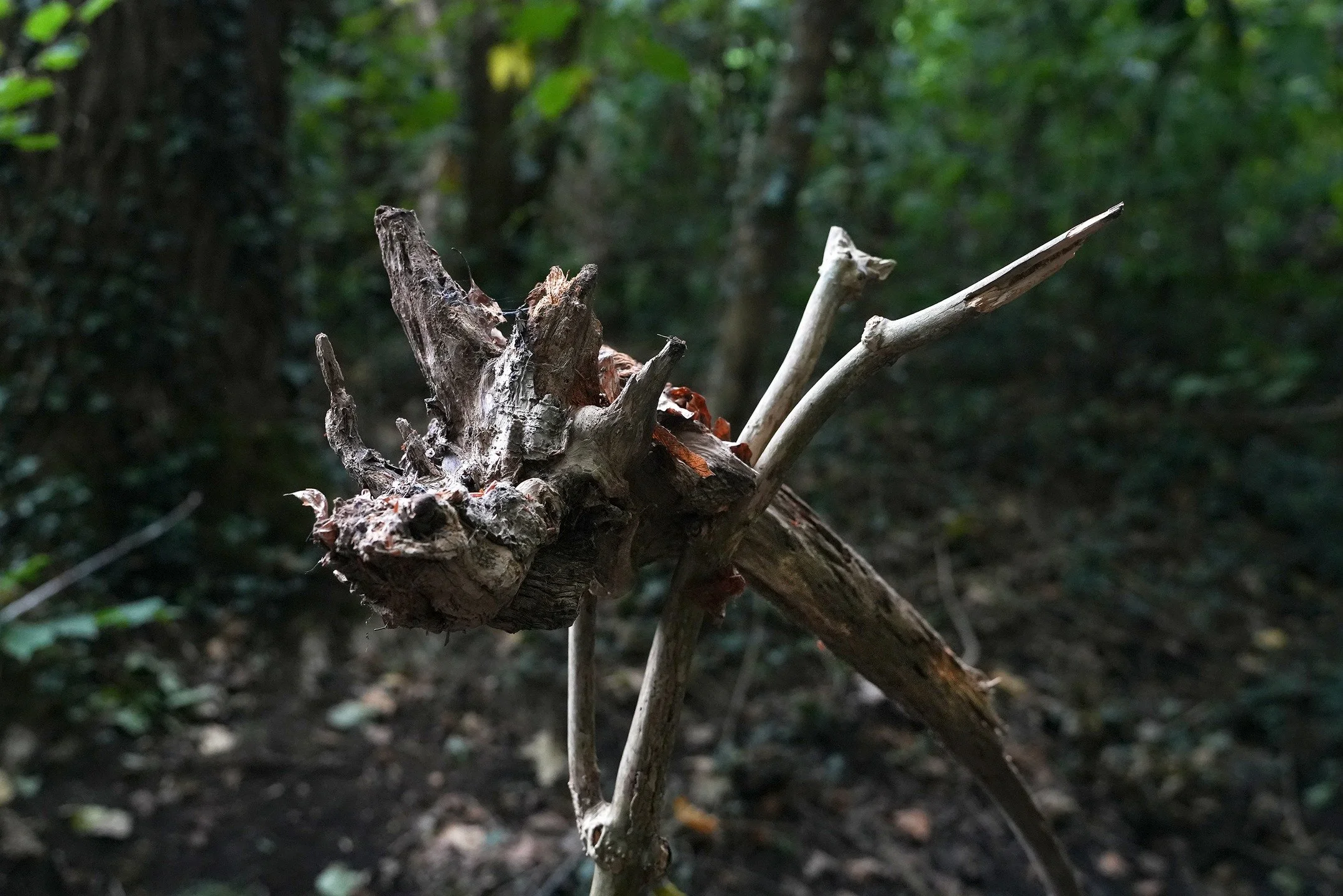 &quot;Wellicht zijn alle draken in ons leven uiteindelijk prinsessen die er in angst en beven slechts naar haken, ons eenmaal dapper en schoon te zien ontwaken. Wellicht is alles wat er aan verschrikking leeft, in diepste wezen niets anders dan iets 